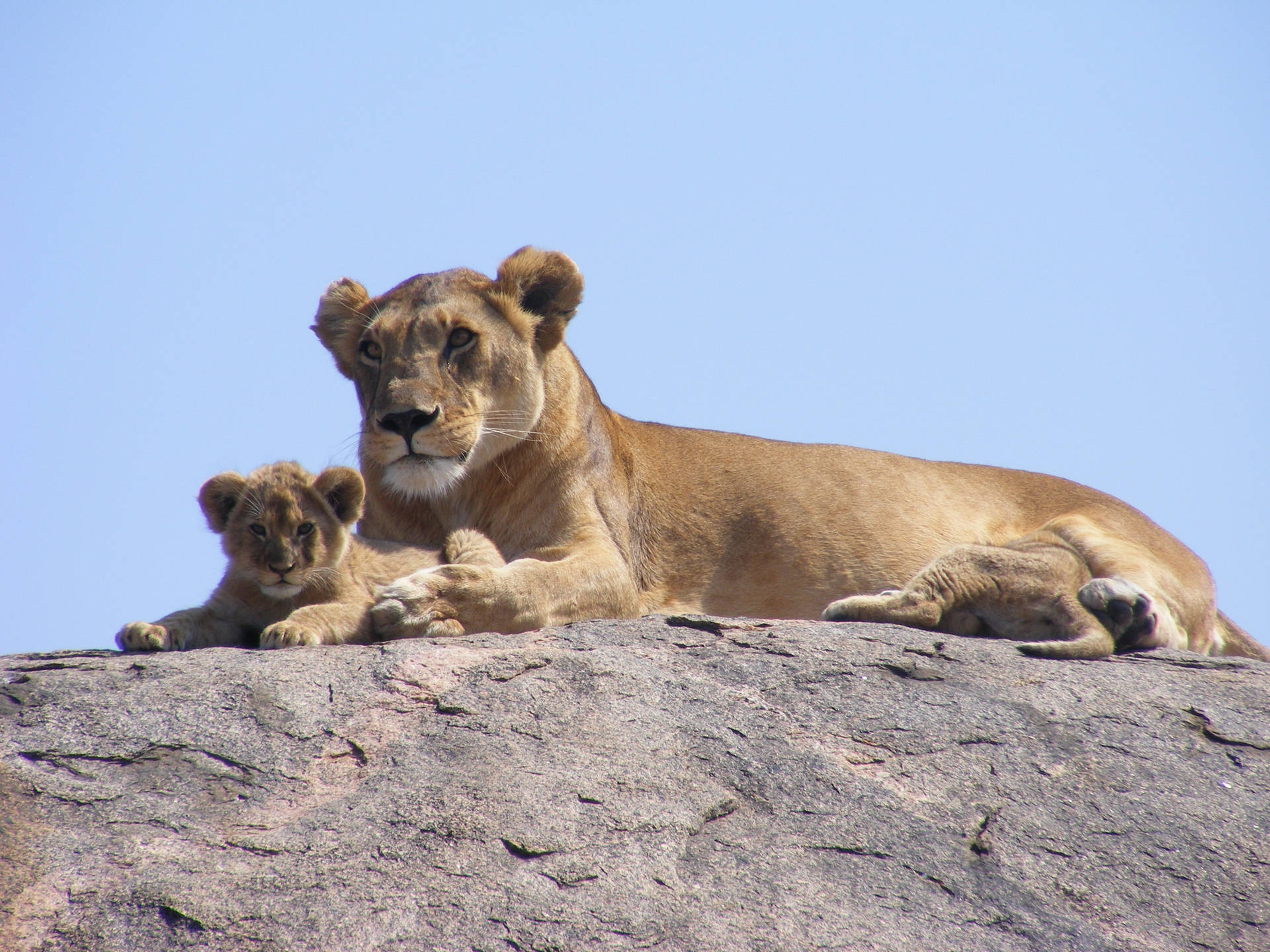 Leeuwyfie en welpie wat op 'n reuse klip onder die son in Safari, Afrika sit en ontspan.