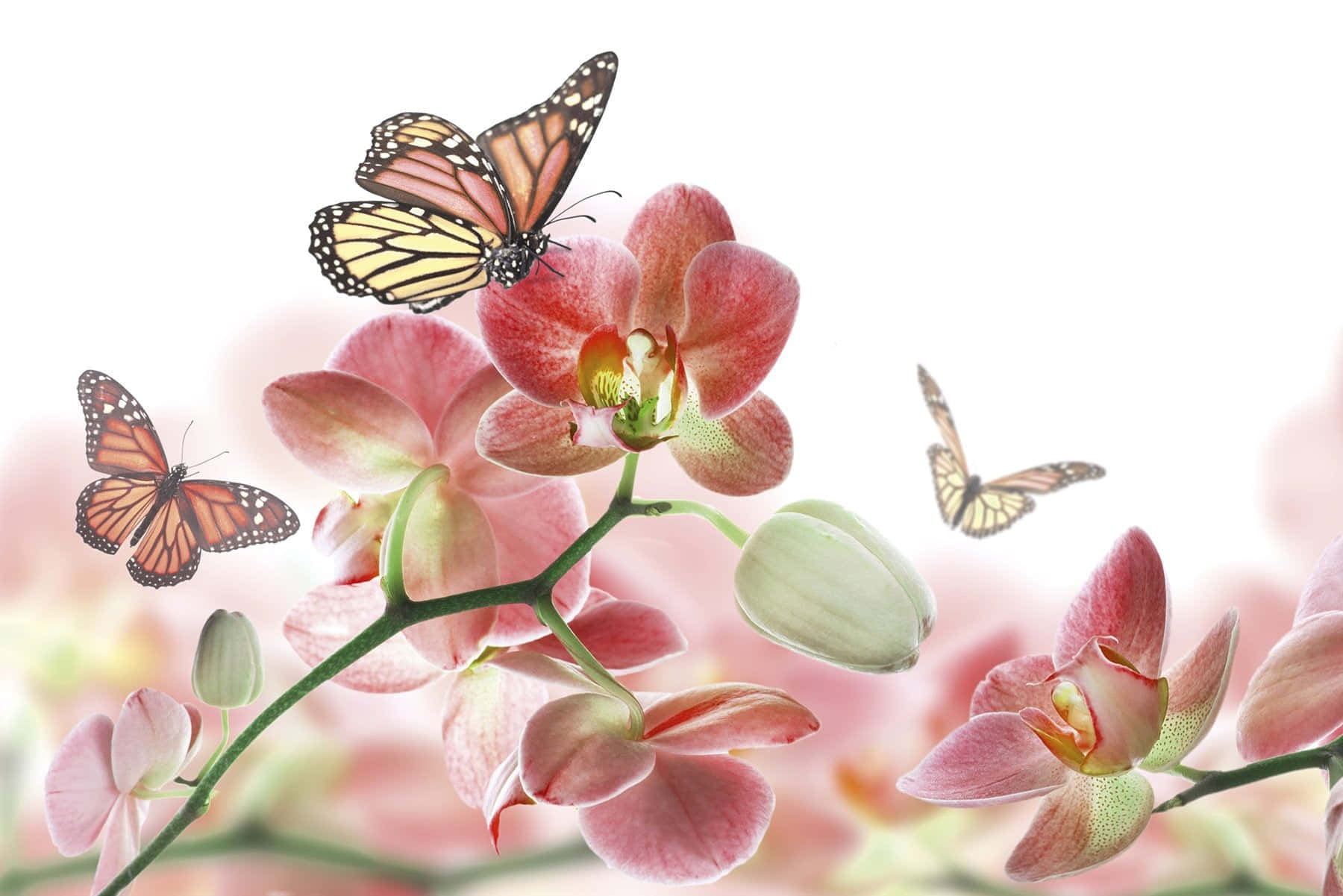 Monarch Skoenlappers op Pienk Orgideë Muurpapier
