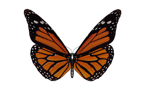 Monarch Skoenlapper Swart Agtergrond.JPG Muurpapier