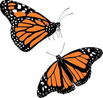 Monarch-vlinder Grafika Muurpapier