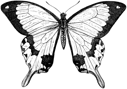 Monochroom Skoenlapper Illustrasie Muurpapier