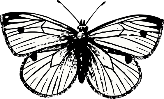 Monochroom Skoenlapper Silhoeëtkuns Muurpapier