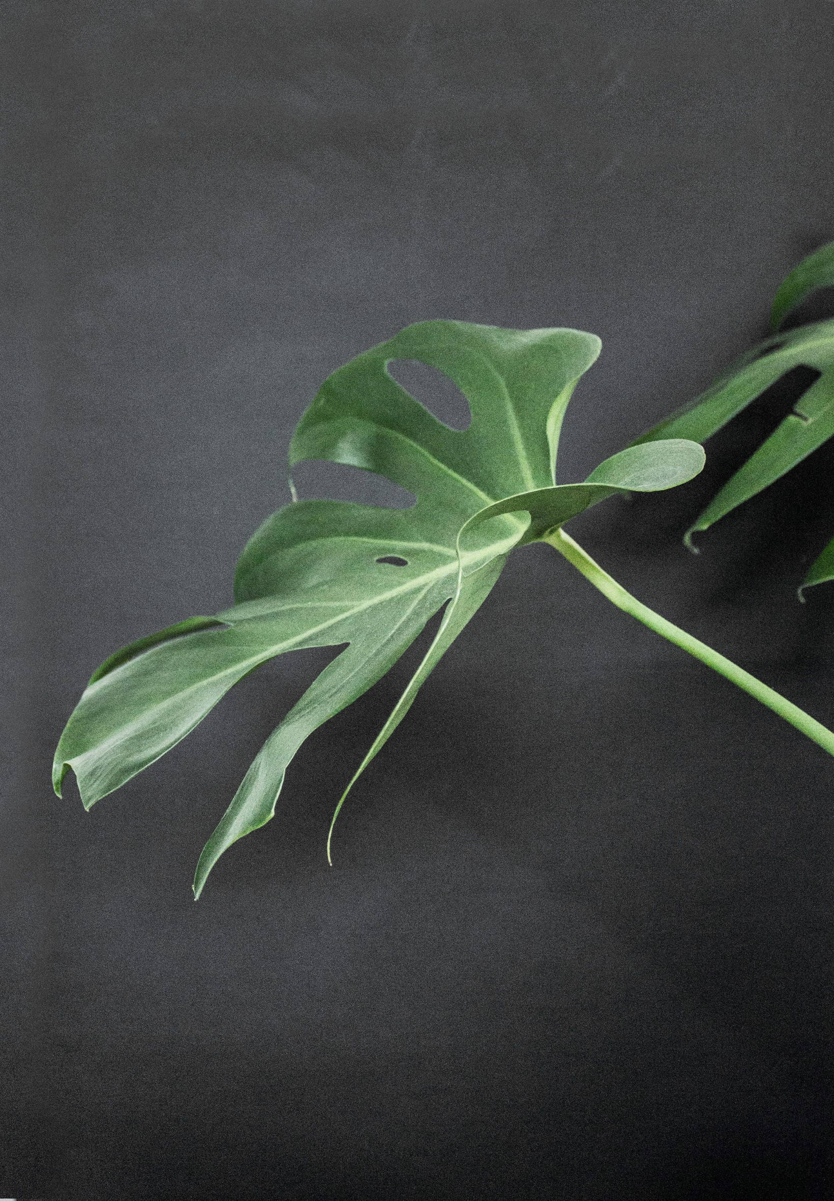 Monstera op Swart Oppervlak Muurpapier