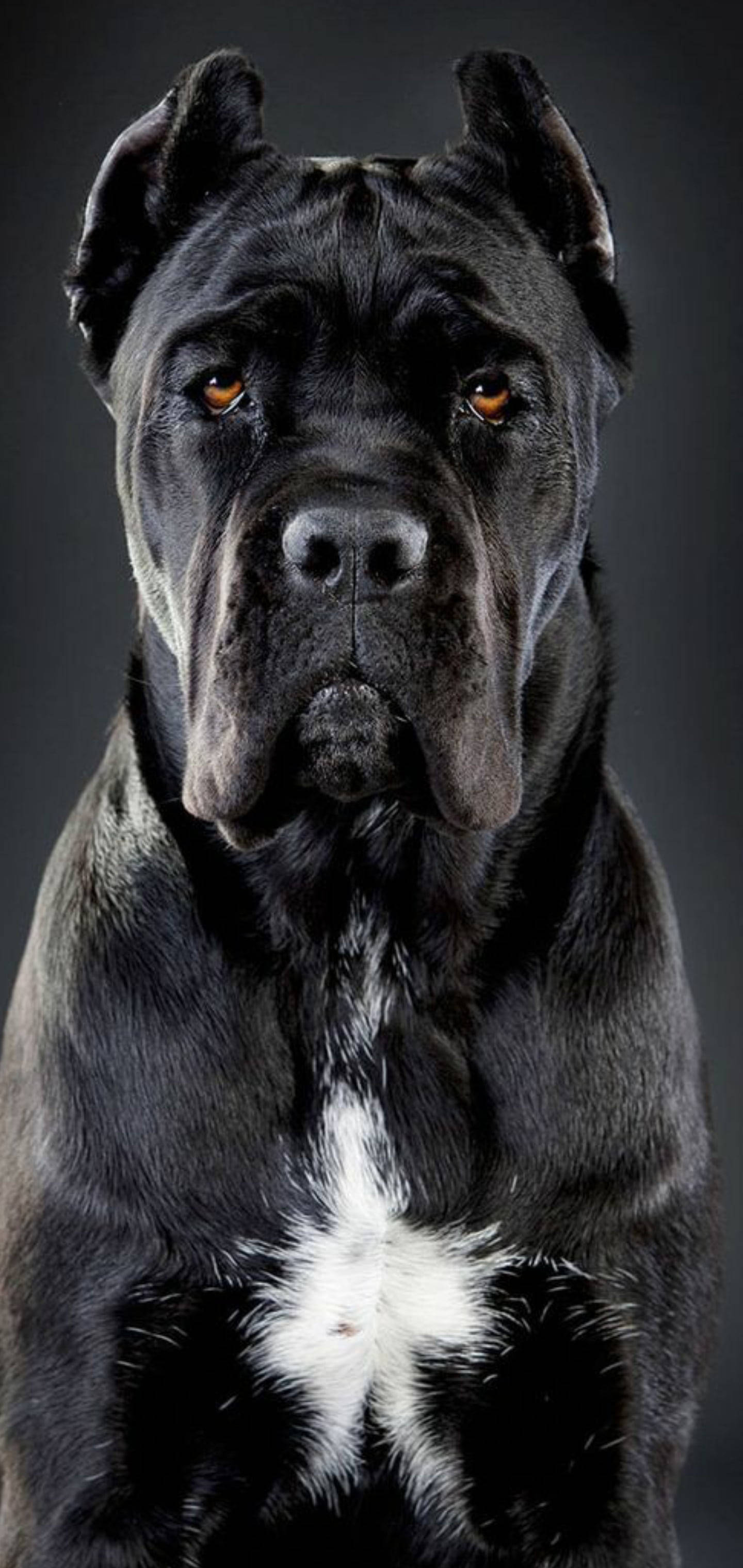 Mooi Cane Corso-hond Muurpapier