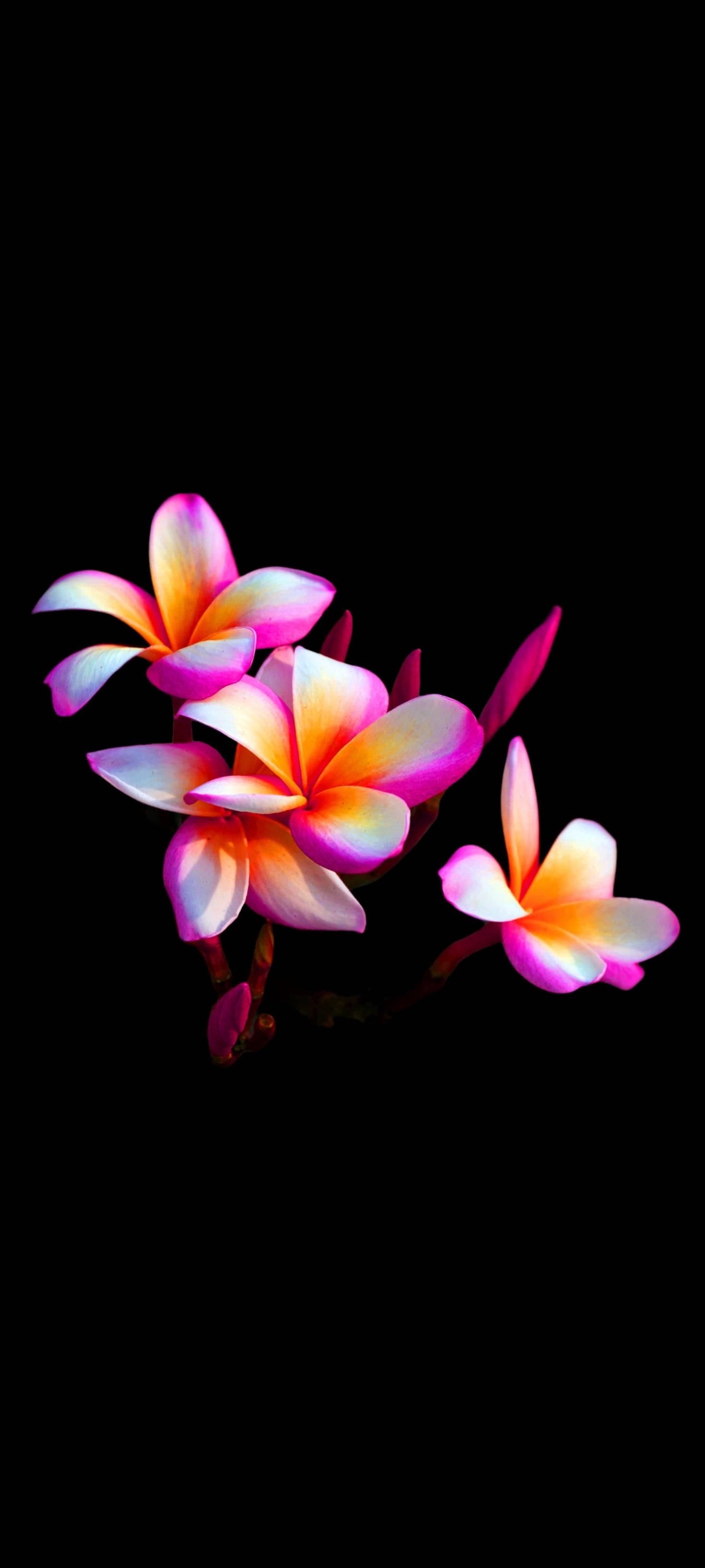 Mooi Plumeria Blom Mobiel Muurpapier