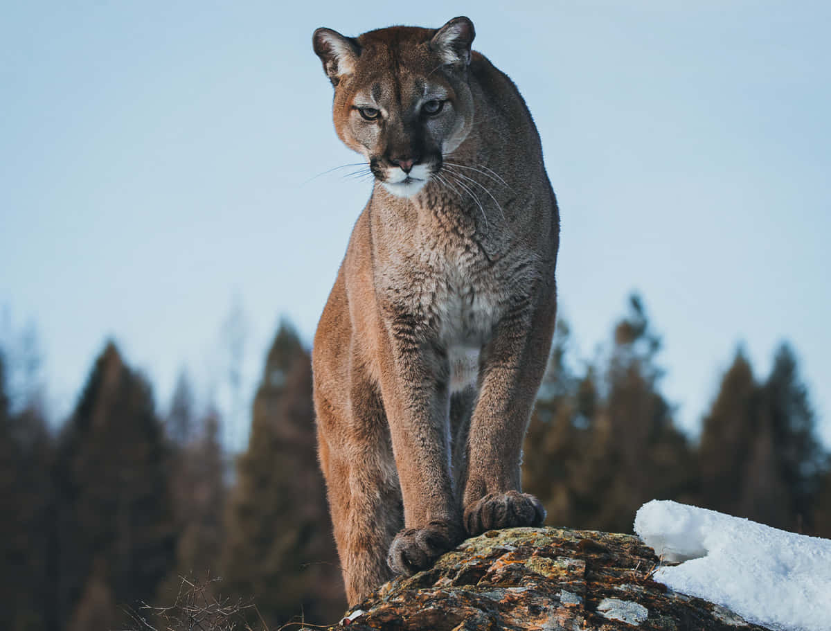 Mountain Lion Teen Dennesbome Prent Muurpapier