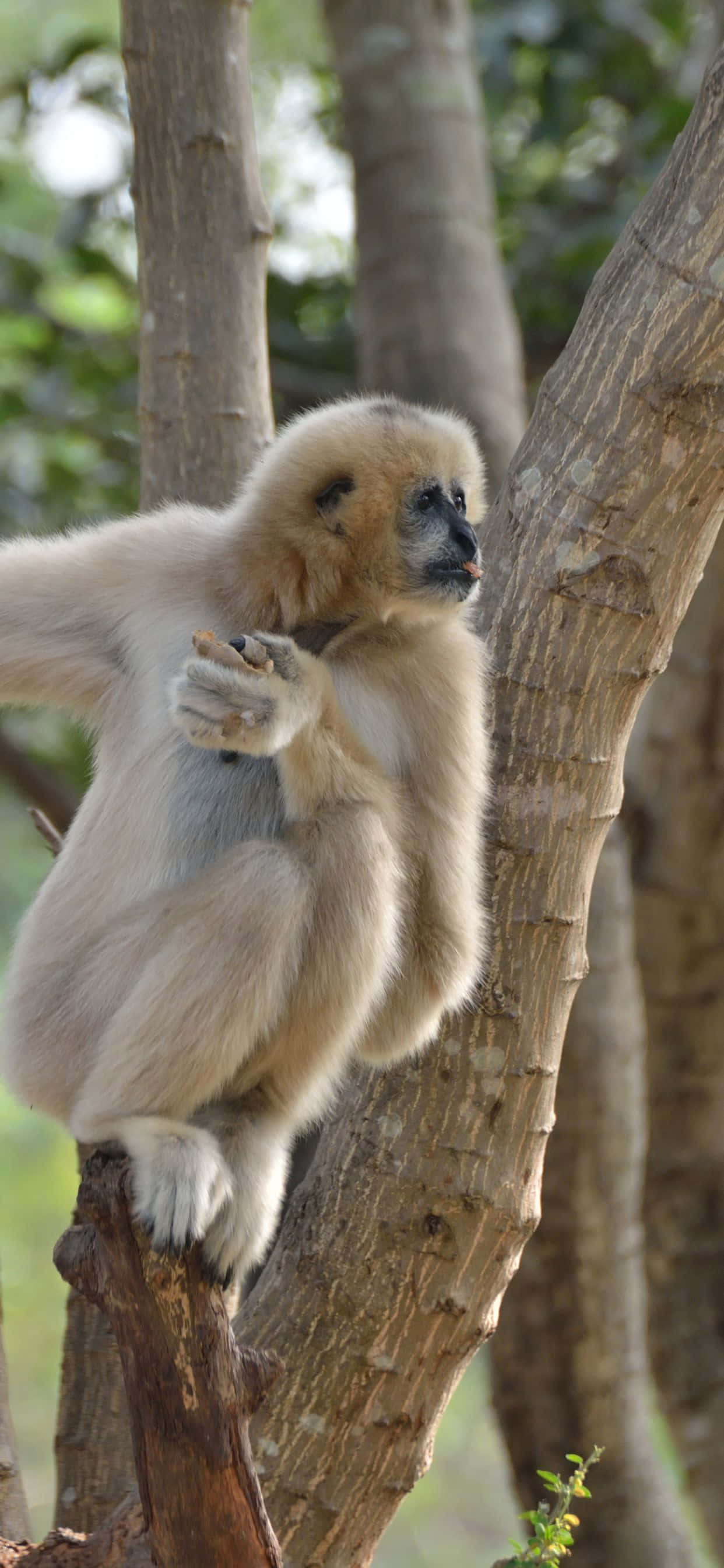 'n Asemrowende uitsig van iPhone Xs Max en 'n Gibbon Muurpapier