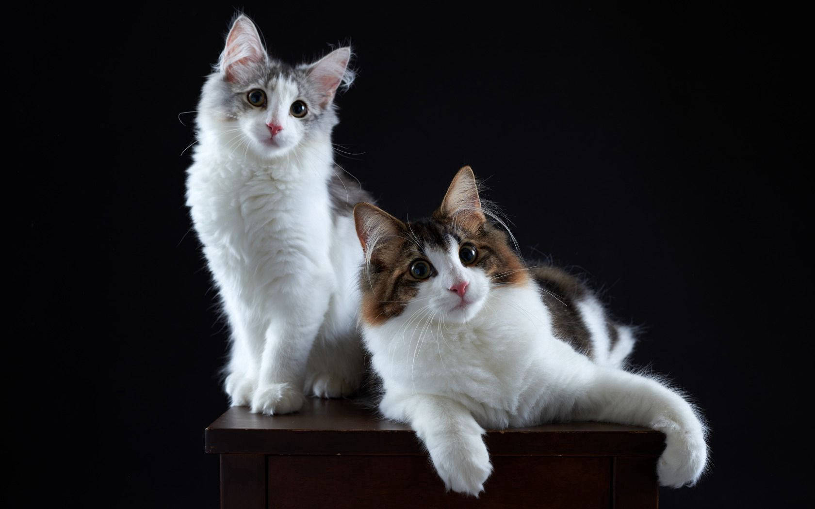 Paar katte bo-op die tafel wat na die fotograaf kyk. Oulike harige diervriende.