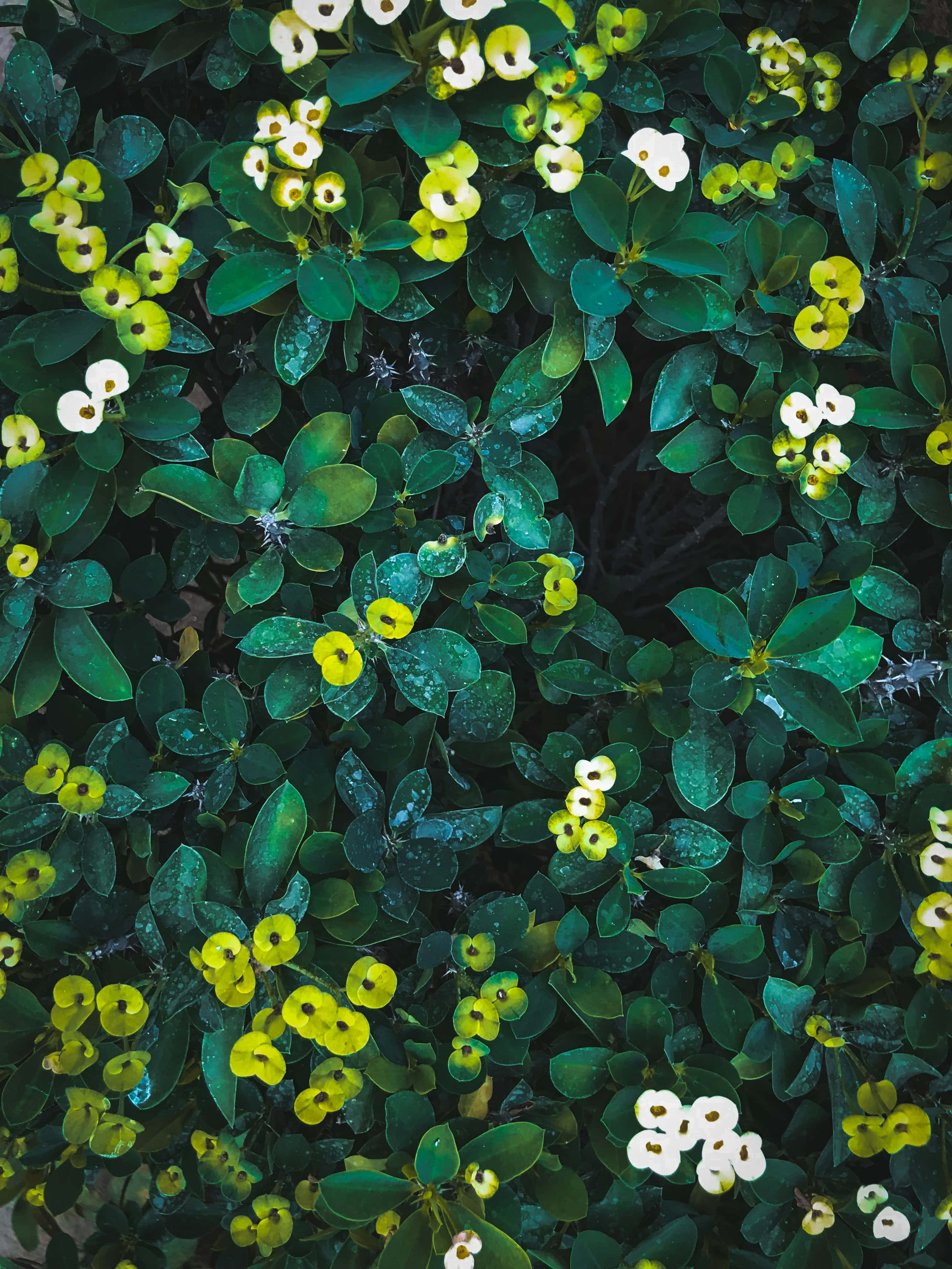 'n Betowerende groen blom in sy natuurlike omgewing. Muurpapier