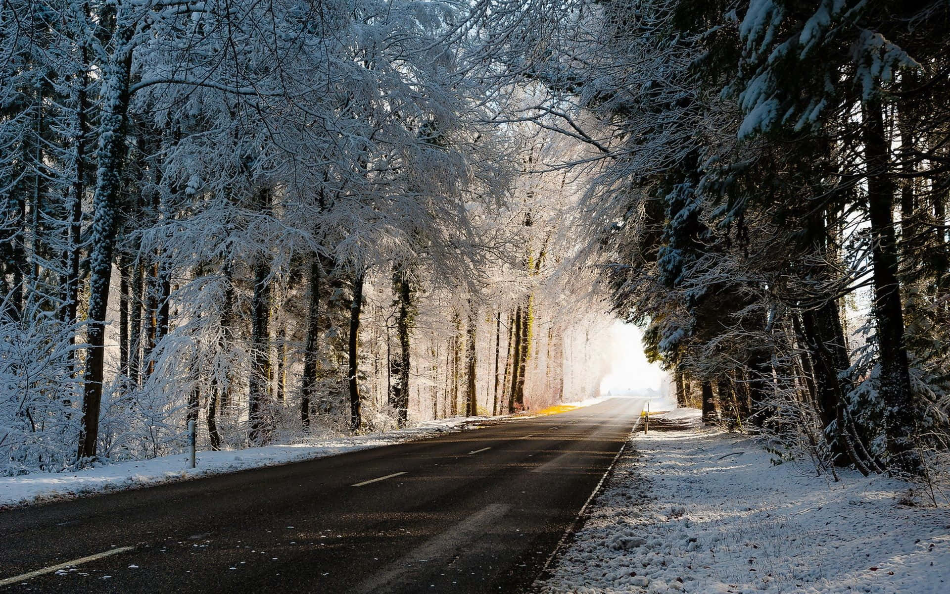 ’n Betowerende uitsig van ’n ysige pad omring deur sneeubome Muurpapier