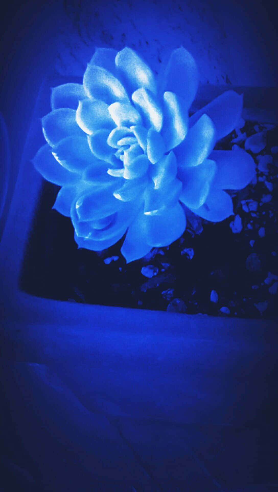 'n Blou blom in 'n pot Muurpapier