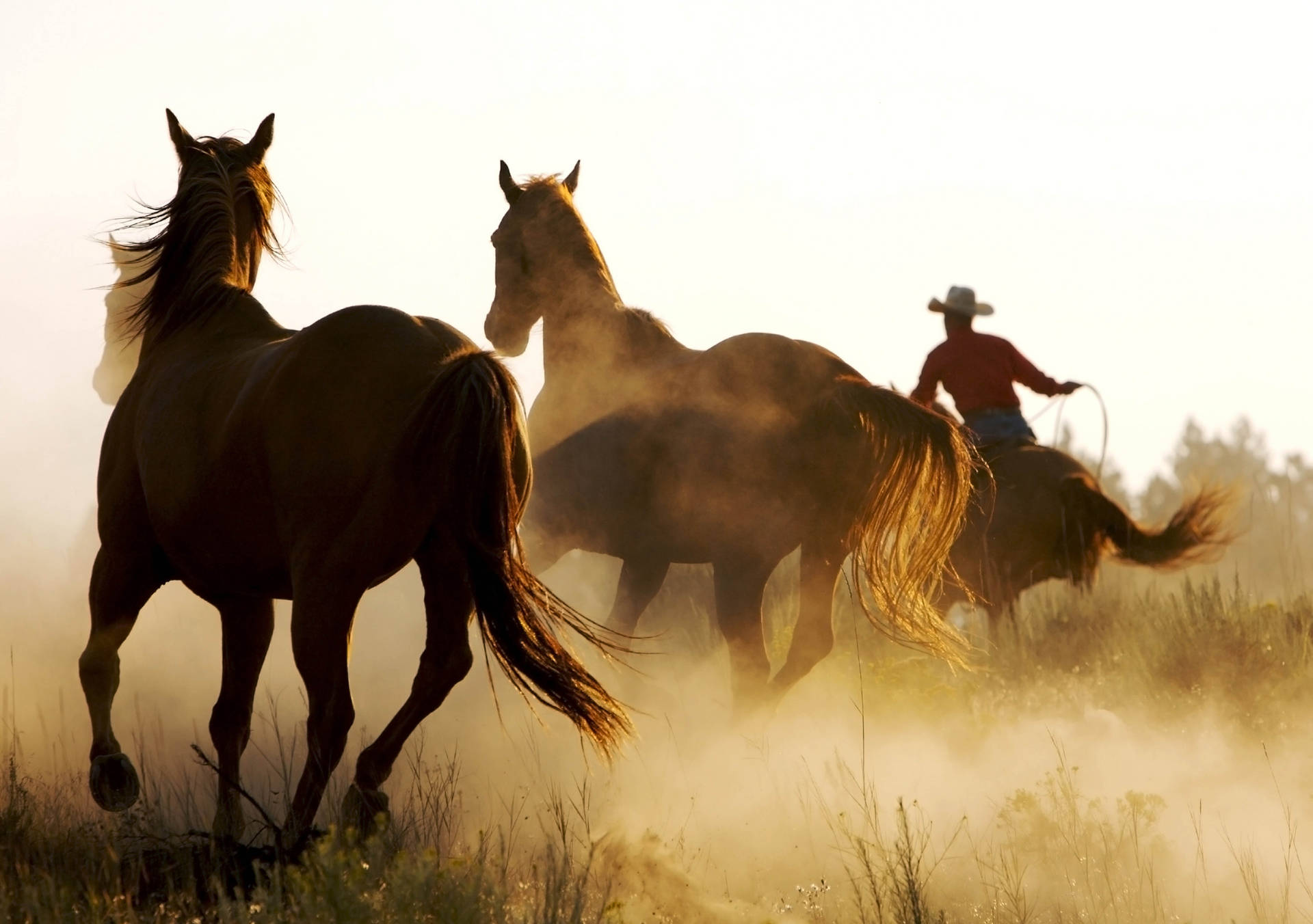 Perde wat saam galop met 'n boer-agtergrond