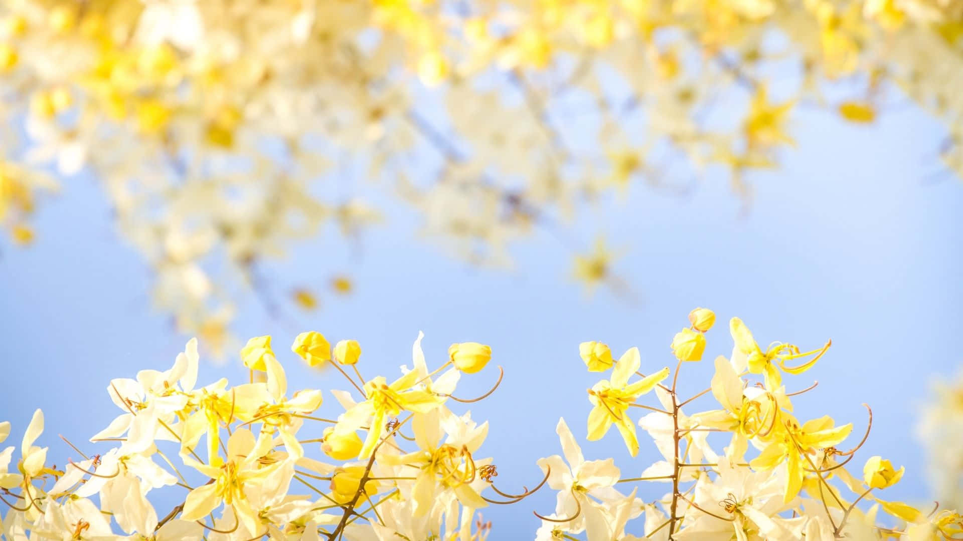 'n Boom met geel blomme Muurpapier