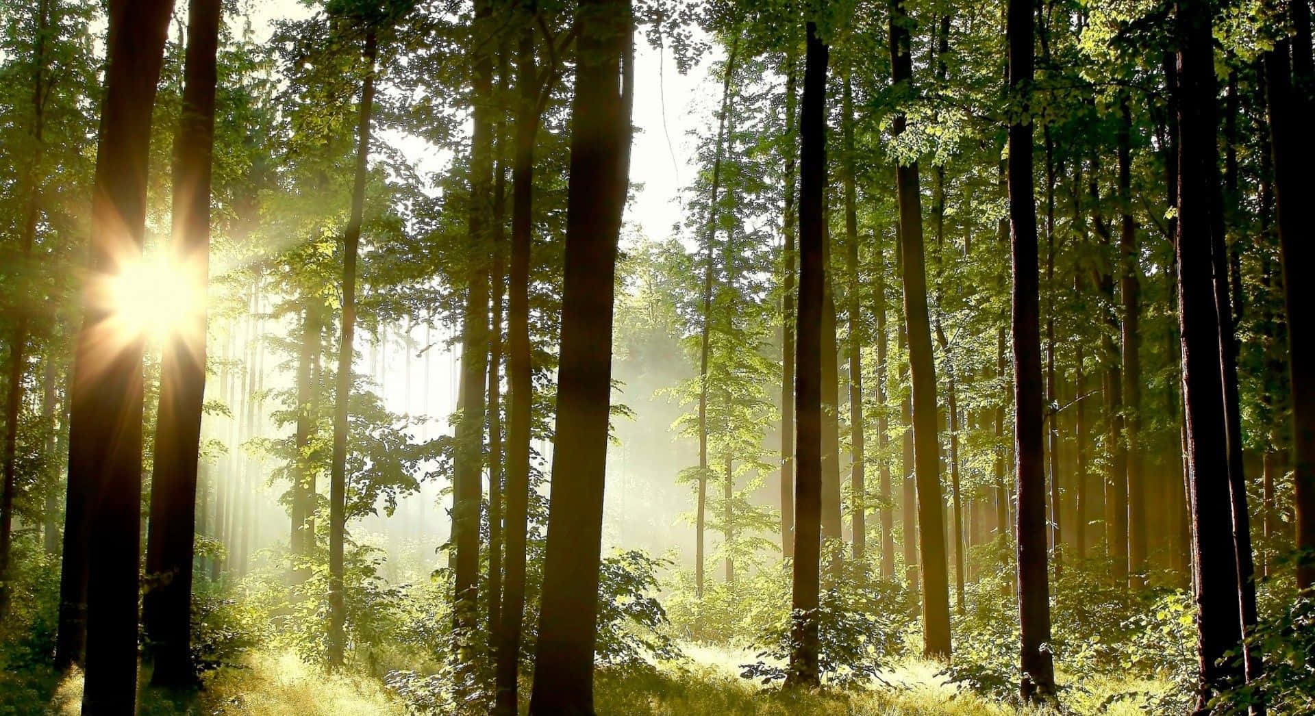 'n bos met sonlig wat deur die bome skyn Muurpapier