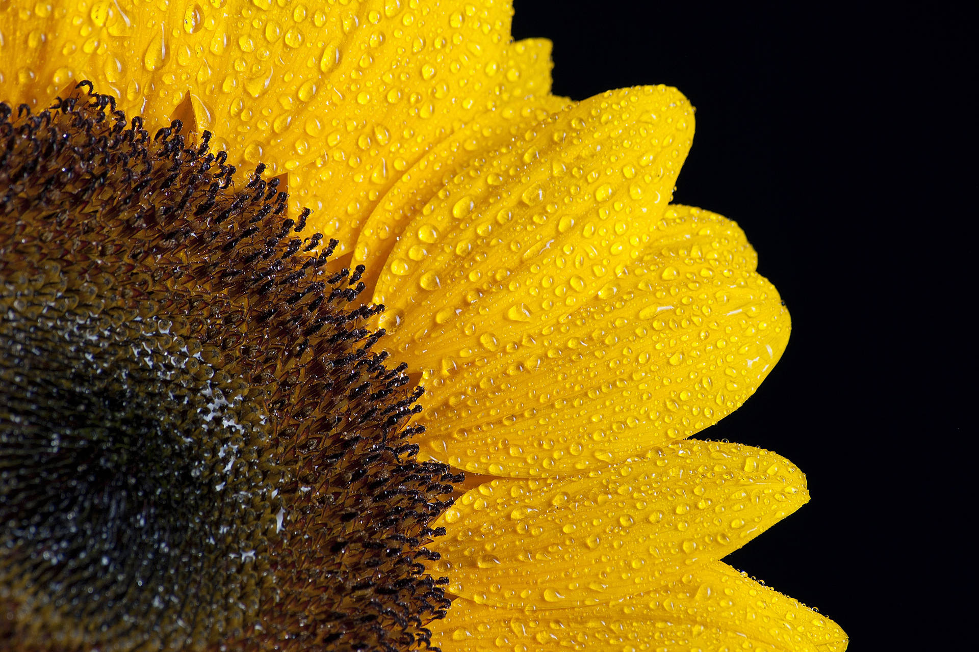 Sonneblom nabyfoto met waterdruppels op dun geel blare.