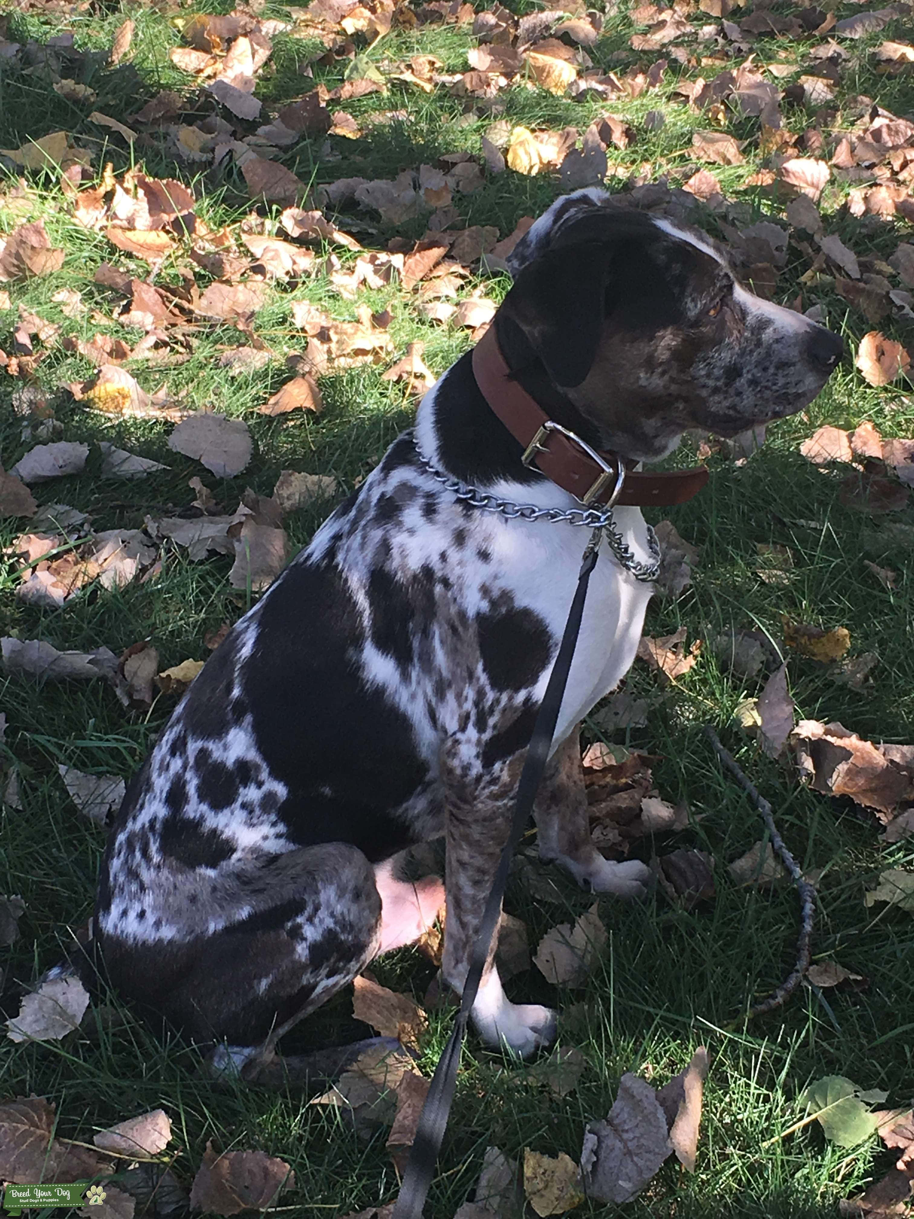 'n Catahoula Luiperd Hond wat in die son sit Muurpapier