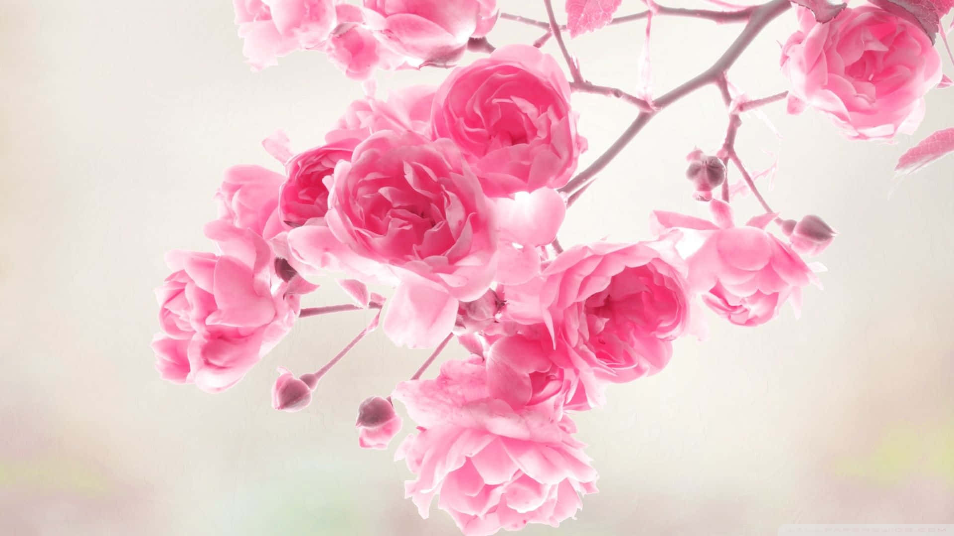 'n Delikate pienk blomme-agtergrond perfek vir enige geleentheid Muurpapier