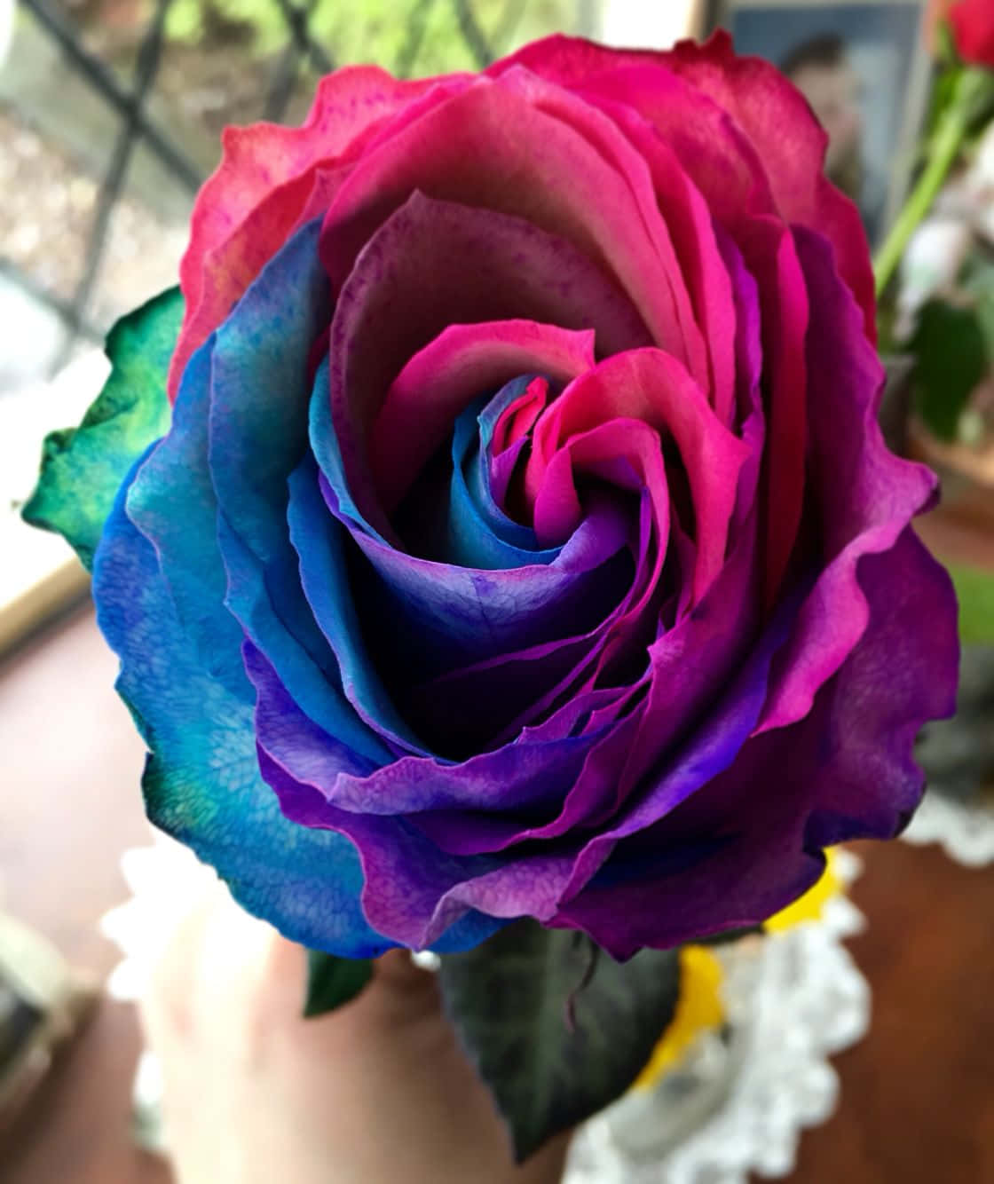 'n Delikate roosblom met pragtige blomblare Muurpapier