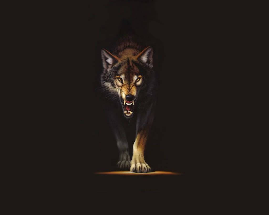 'n Dreigende Bruin Wolf Muurpapier