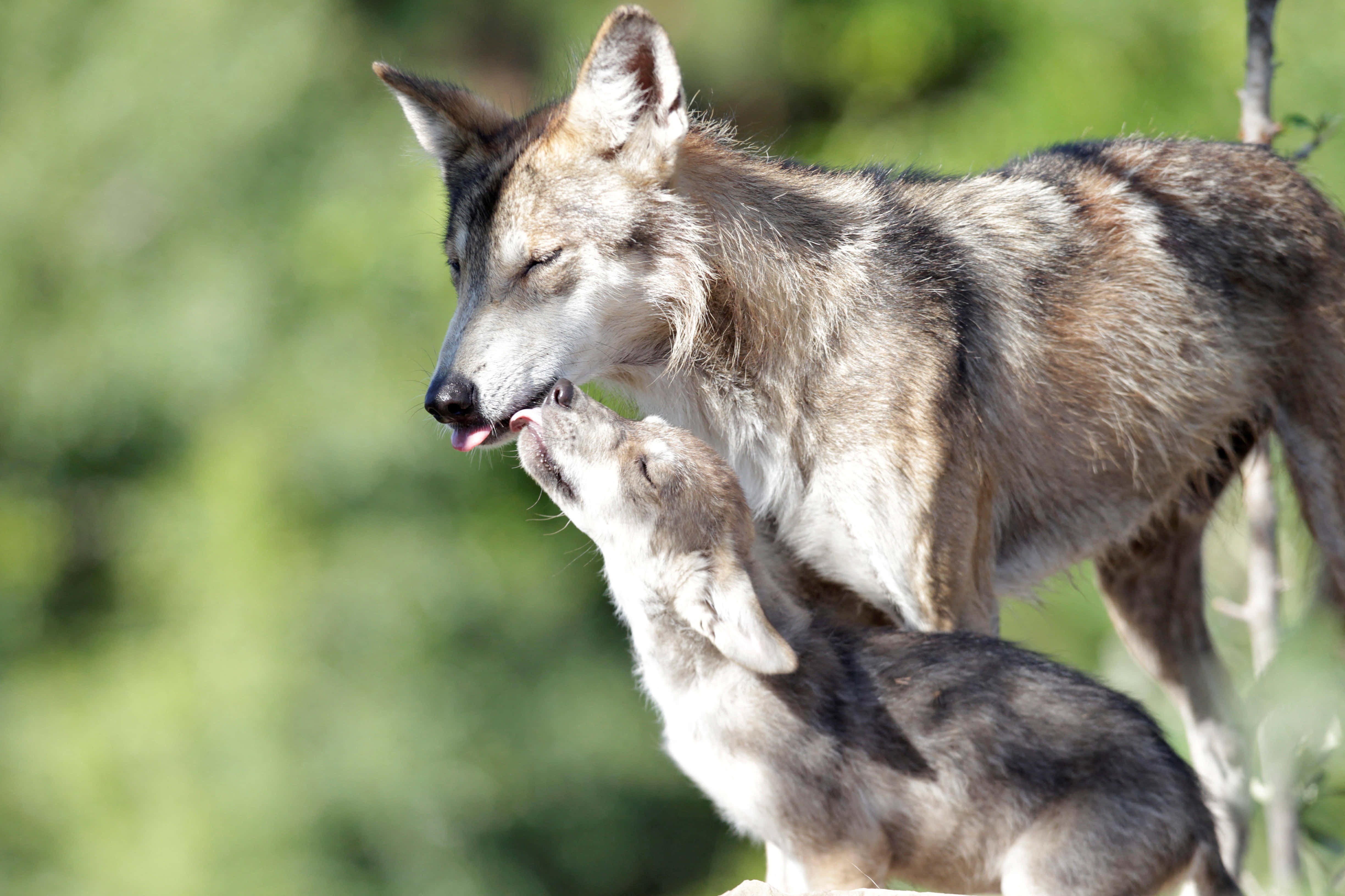'n Eensame majestueuse Wolf wat oor 'n uitgestrekte landskap uitkyk Muurpapier