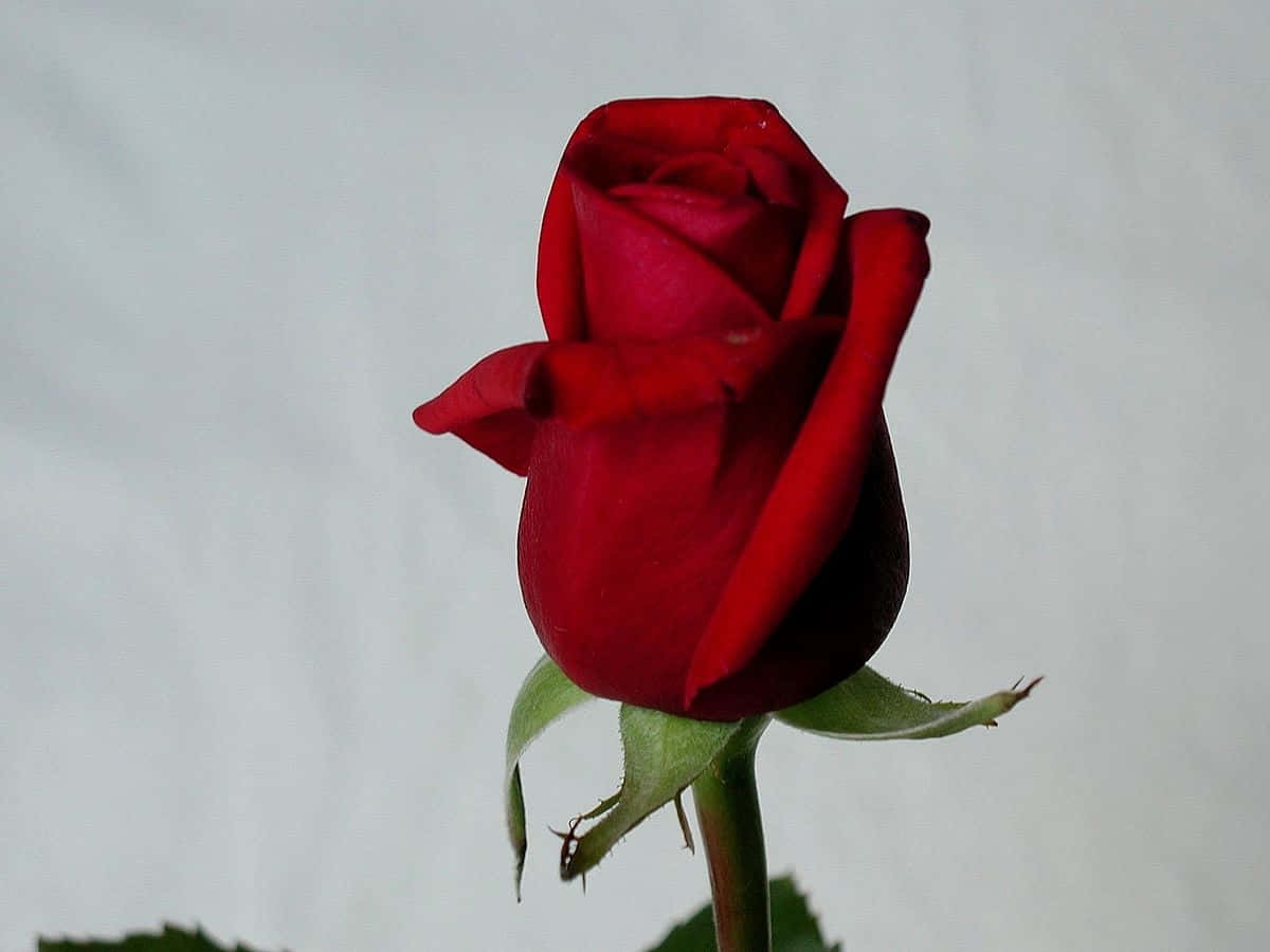 'n Elegante Pienk Roosblom Muurpapier