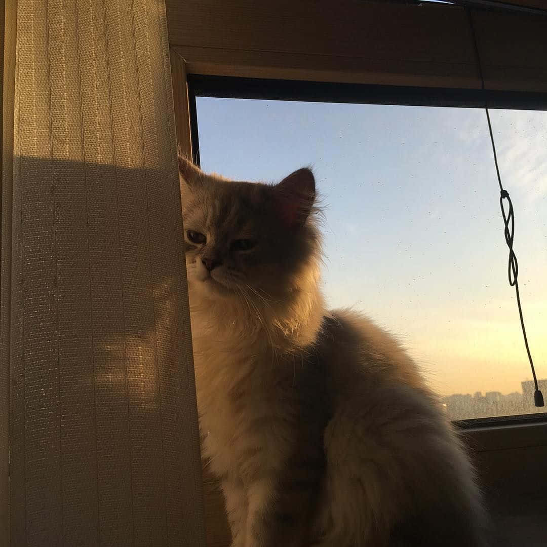 'n Estetiese Kat Gereed om te Spin Muurpapier