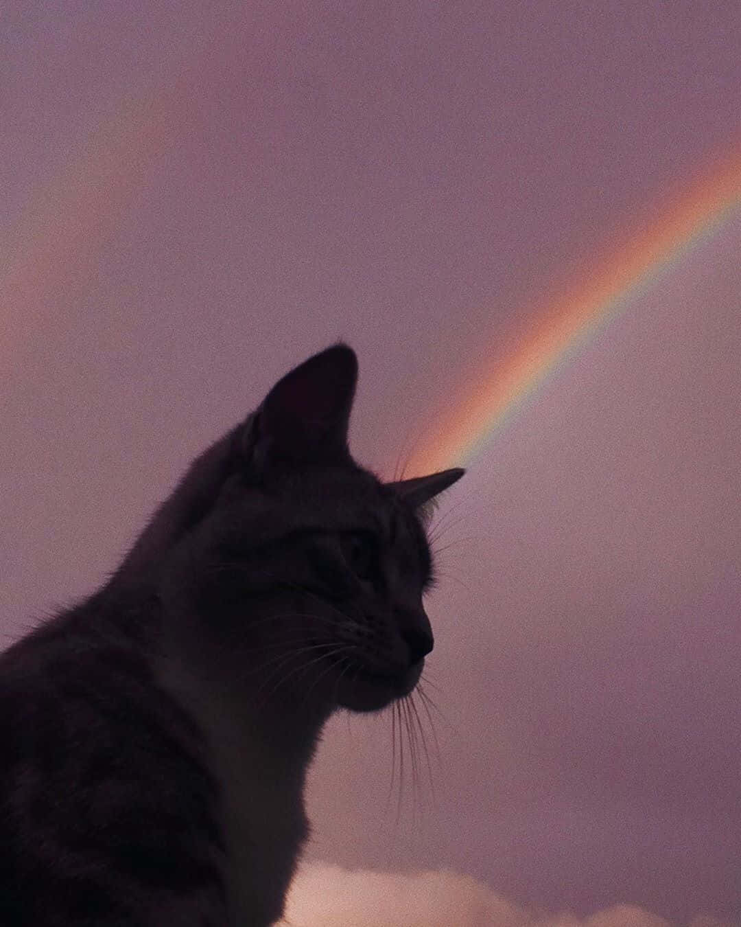 'n Estetiese Kat in Haar Natuurlike Omgewing Muurpapier