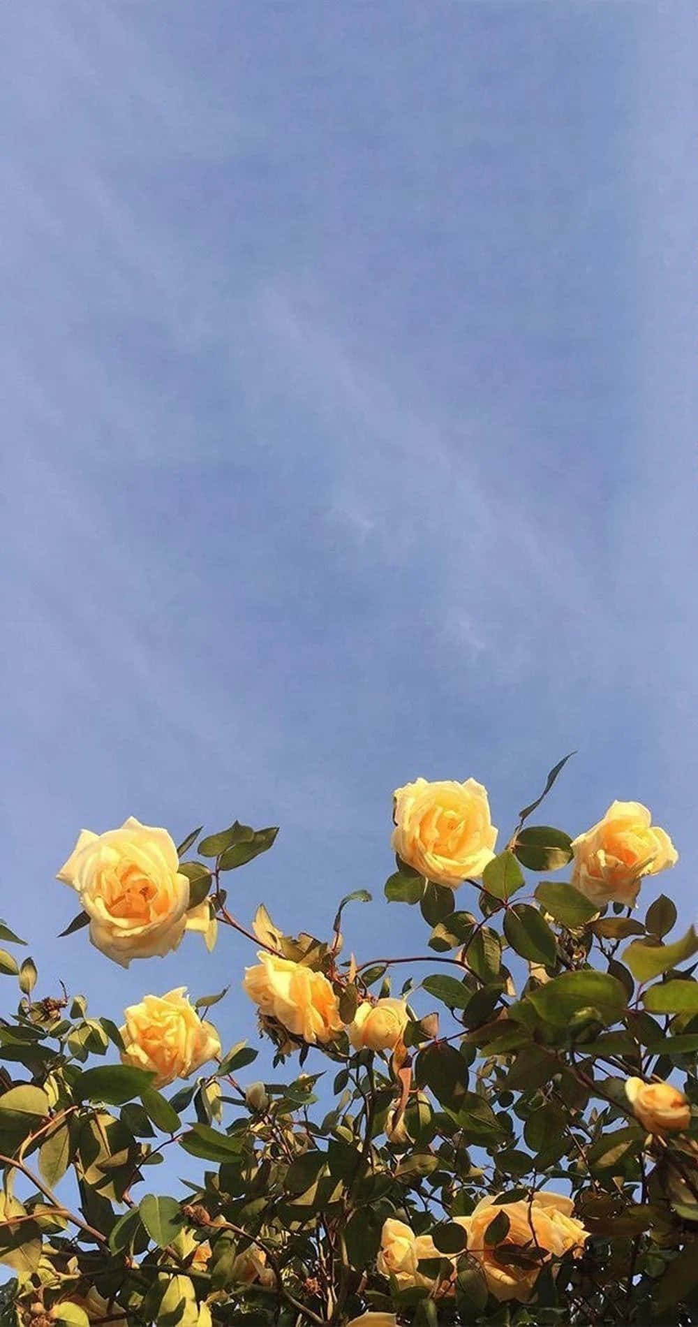 'n Estetiese Ruiker Blomme Muurpapier
