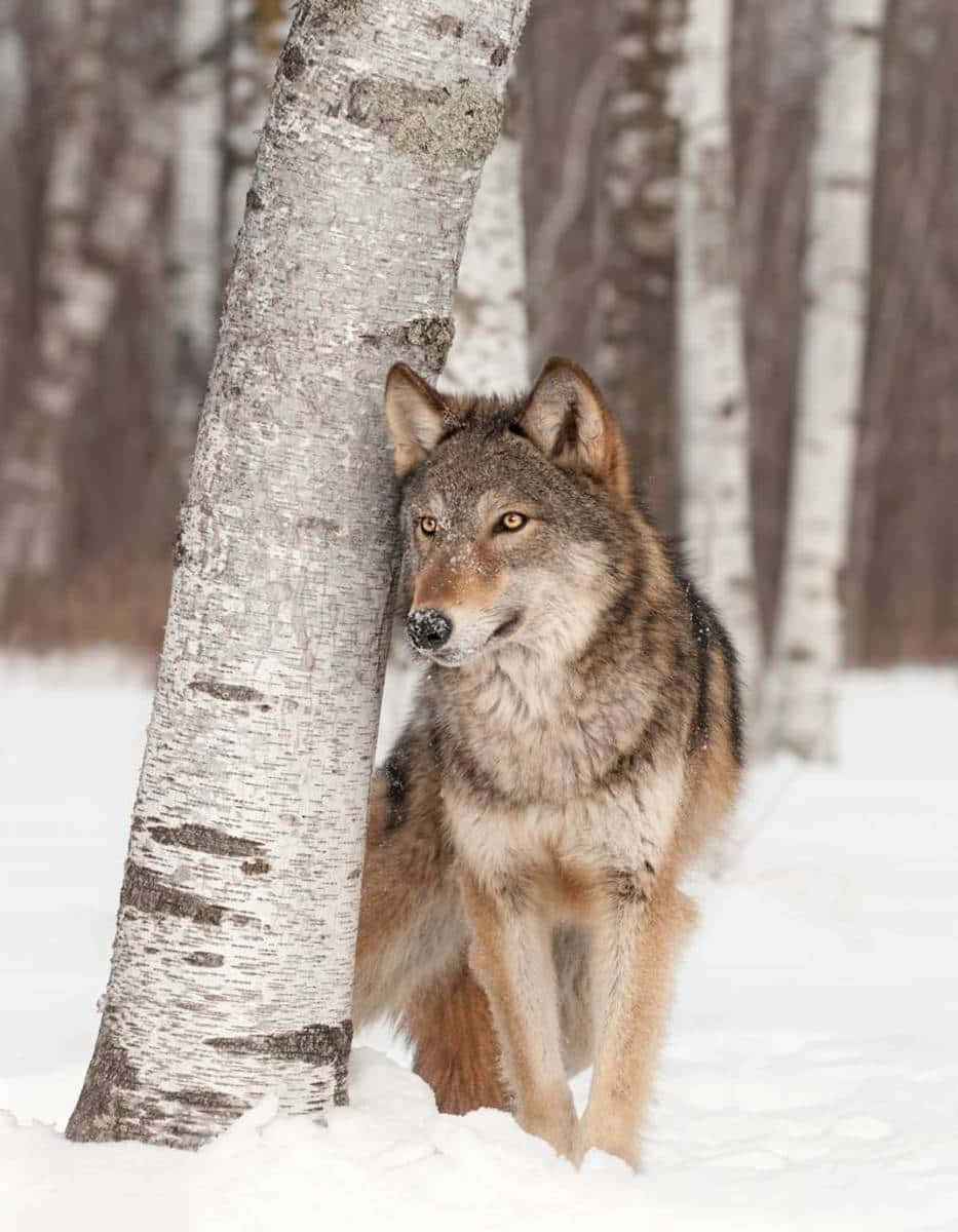 'n Felle en kragtige koel wolf staar af in die kameralens. Muurpapier