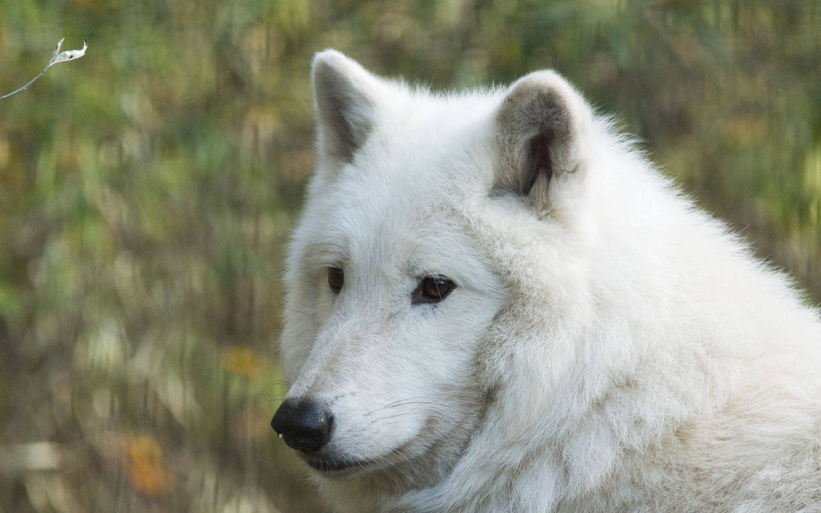 Hudson wit wolf roofdier wat na iets ver in 'n bos staar.