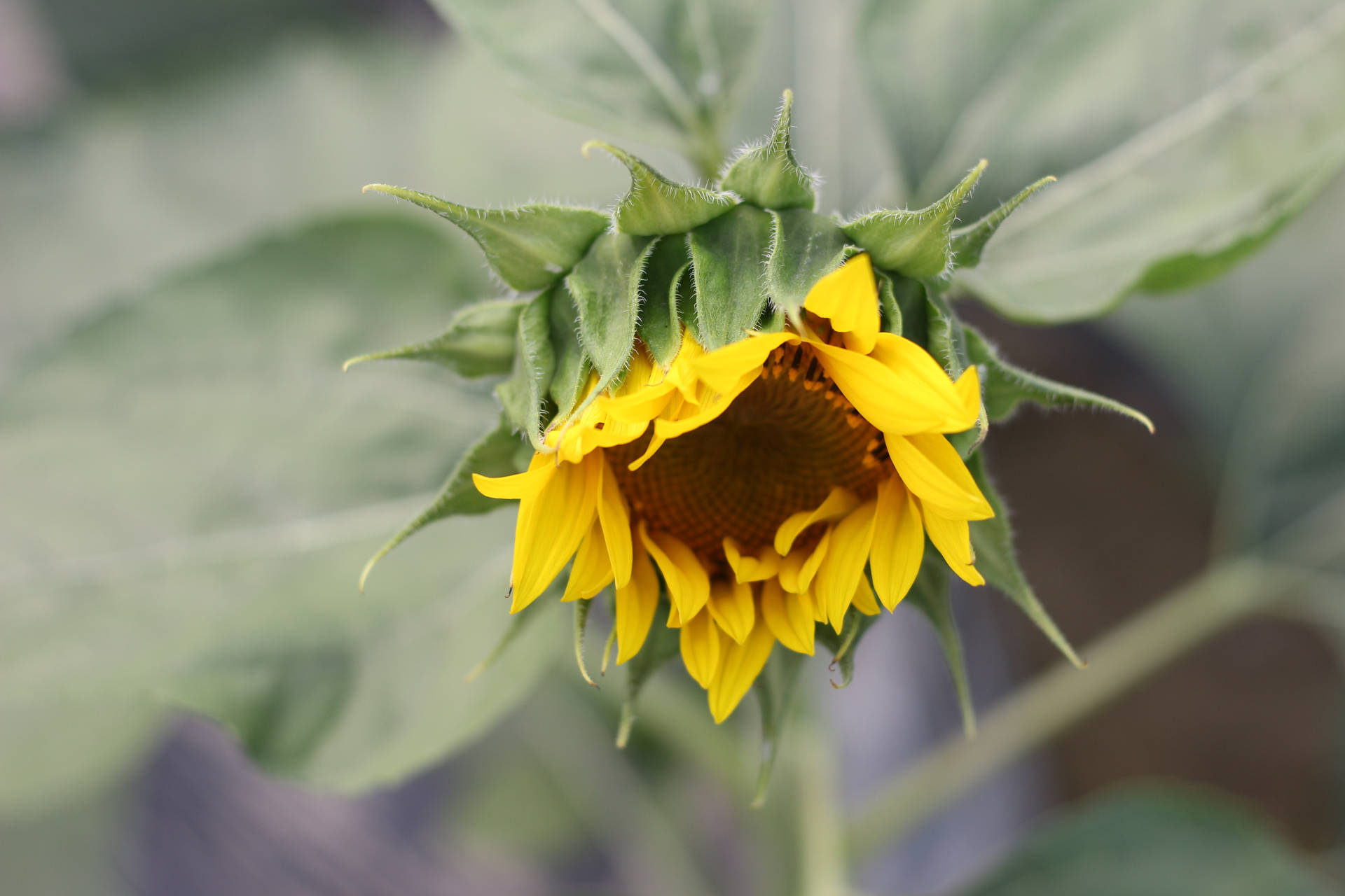 Blomende Sonneblom met blomblare wat begin reguit word, blom wat oopgaan.