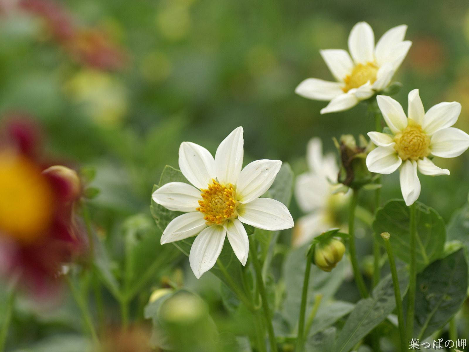 Klein wit blomme in 'n tuinagtergrond. — Blom GIF Muurpapier