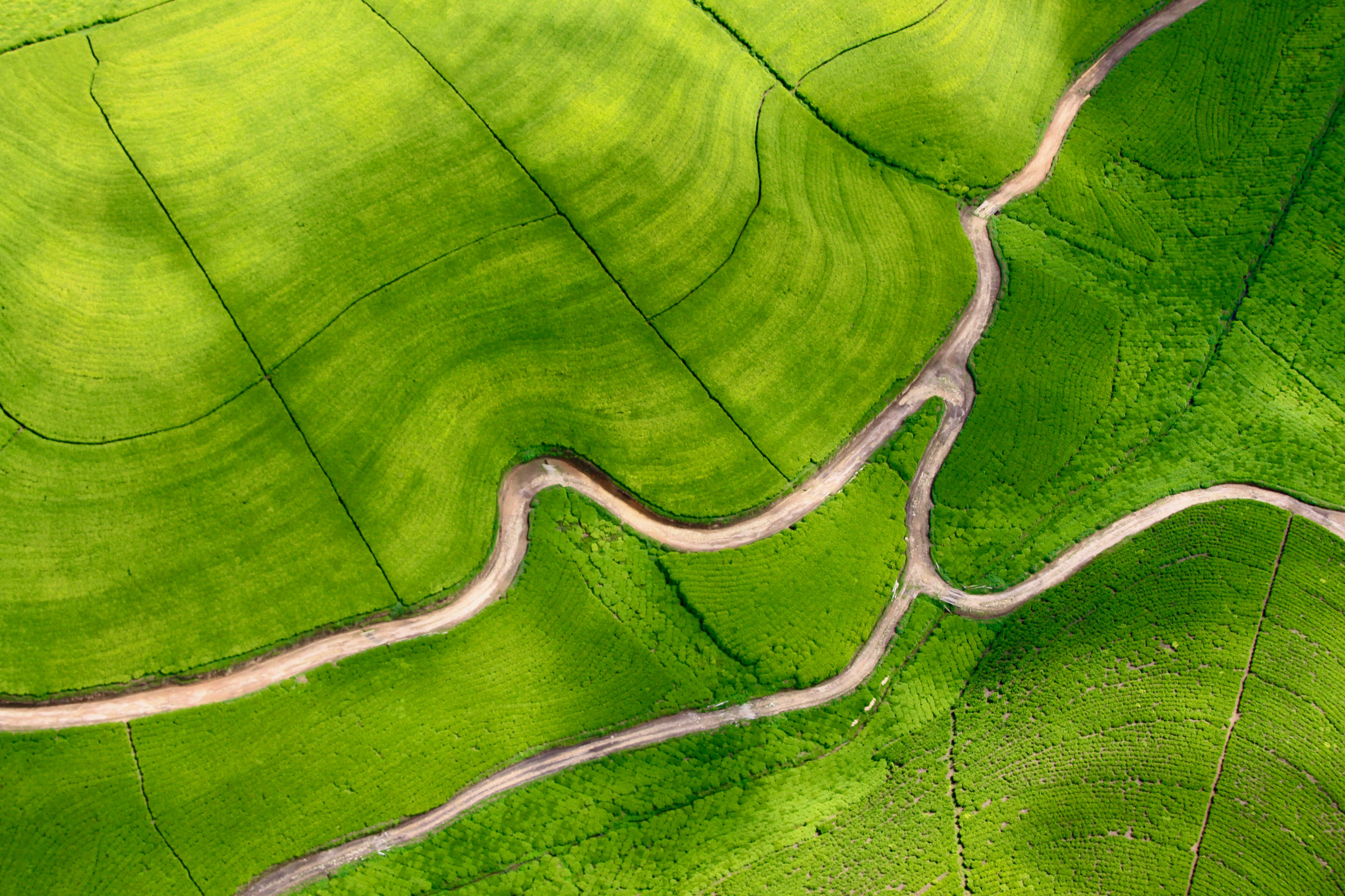 'n groen veld met 'n kronkelpad Muurpapier