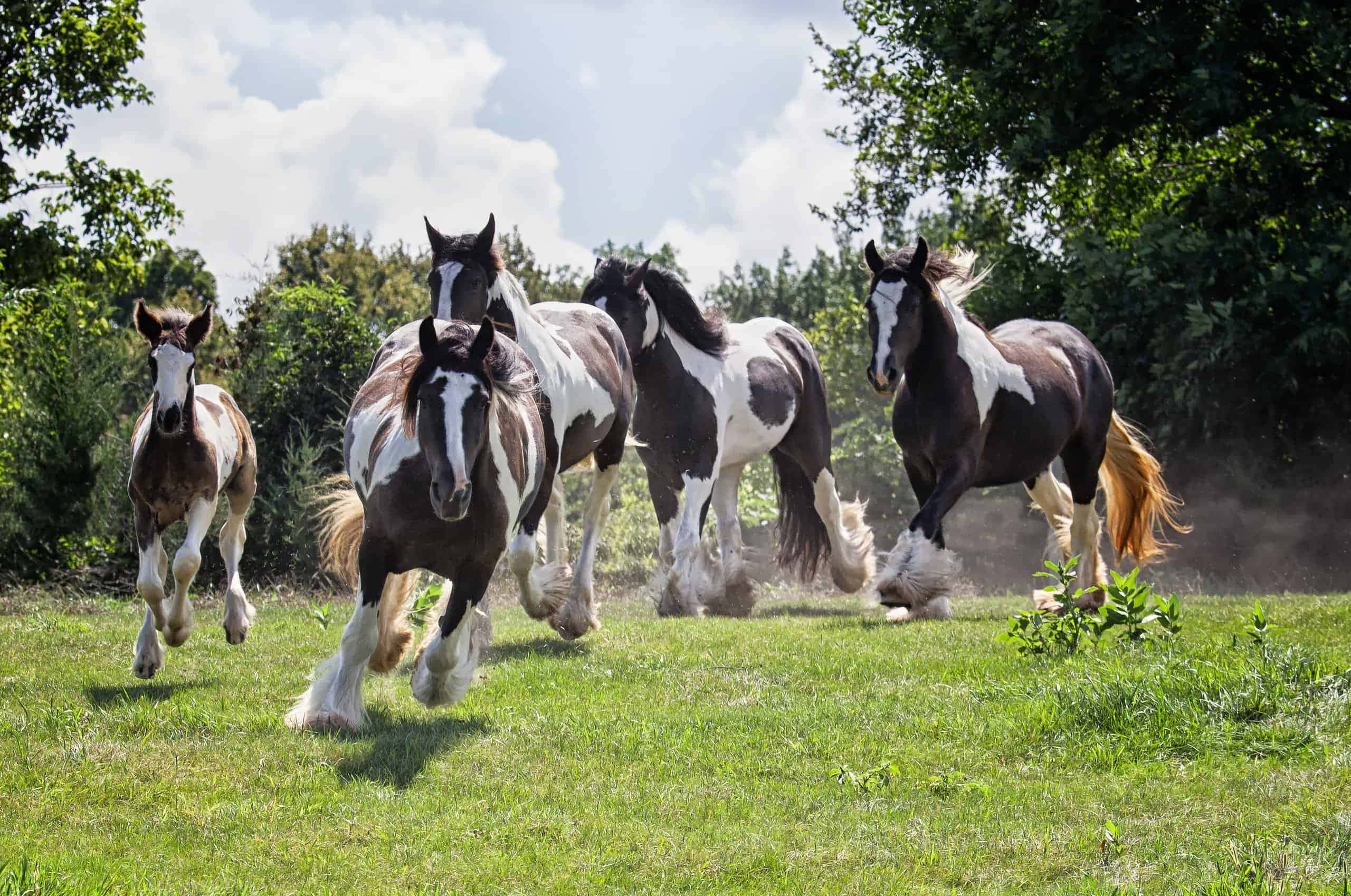'n Groep perde wat in 'n veld hardloop Muurpapier