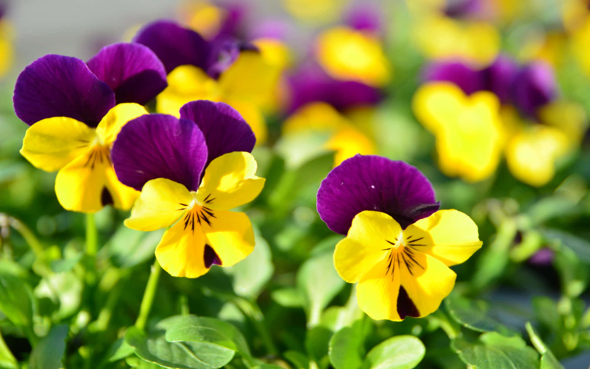 'n groep pers en geel pansies groei in die grond Muurpapier