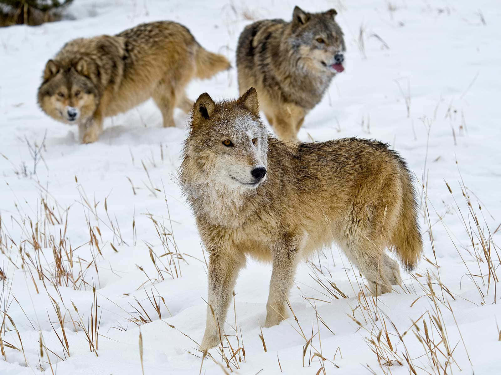 'n Grys wolf wat stil deur 'n sneeubedekte woud stap. Muurpapier