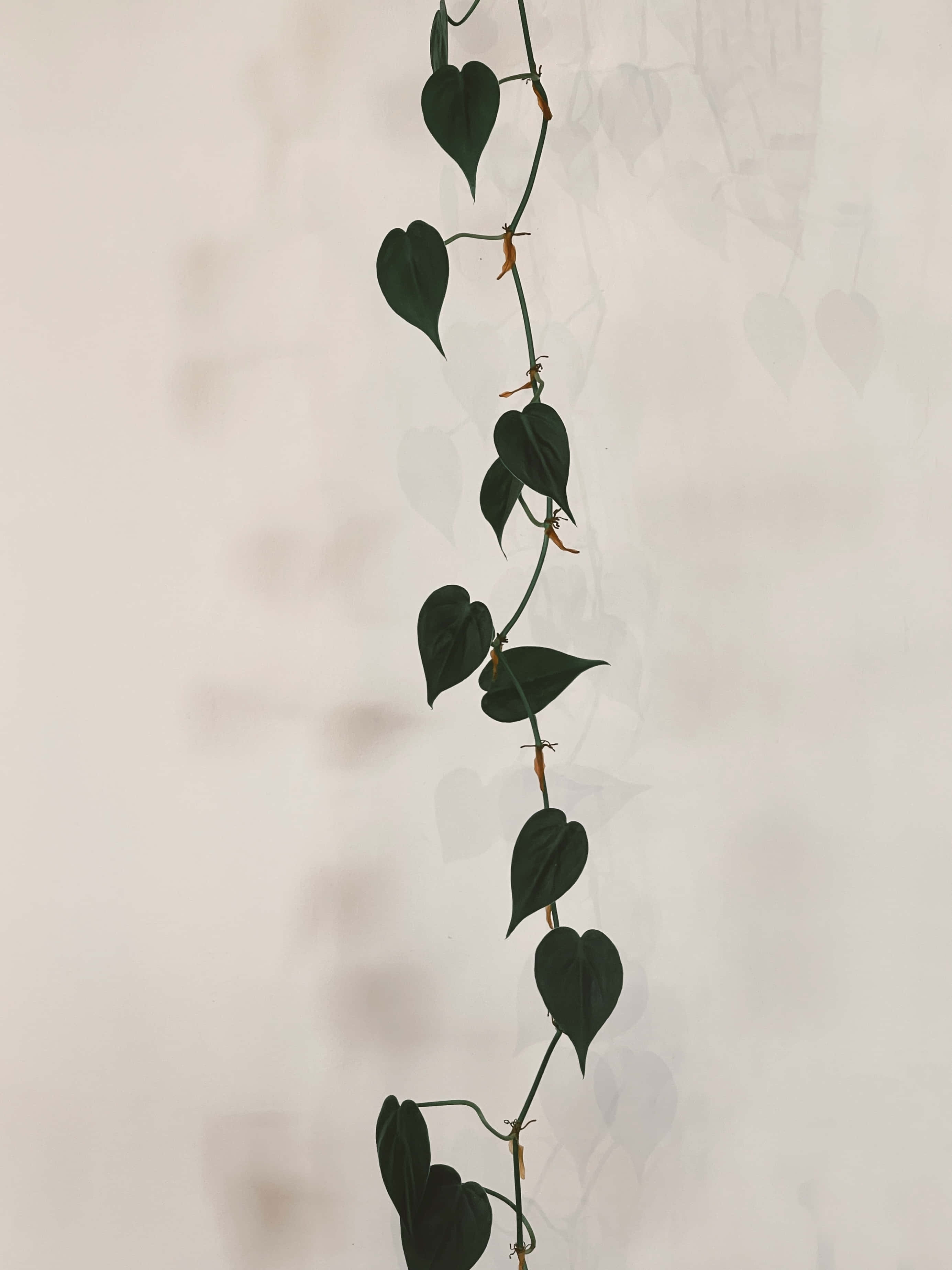 'n hangplant met blare daaraan Muurpapier