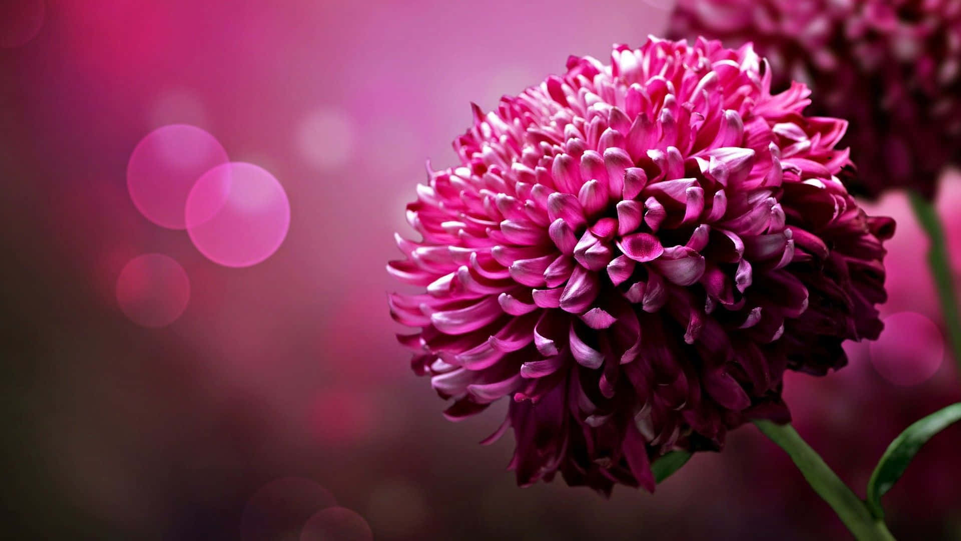 'n Helder en vrolike pienk blomme-agtergrond Muurpapier