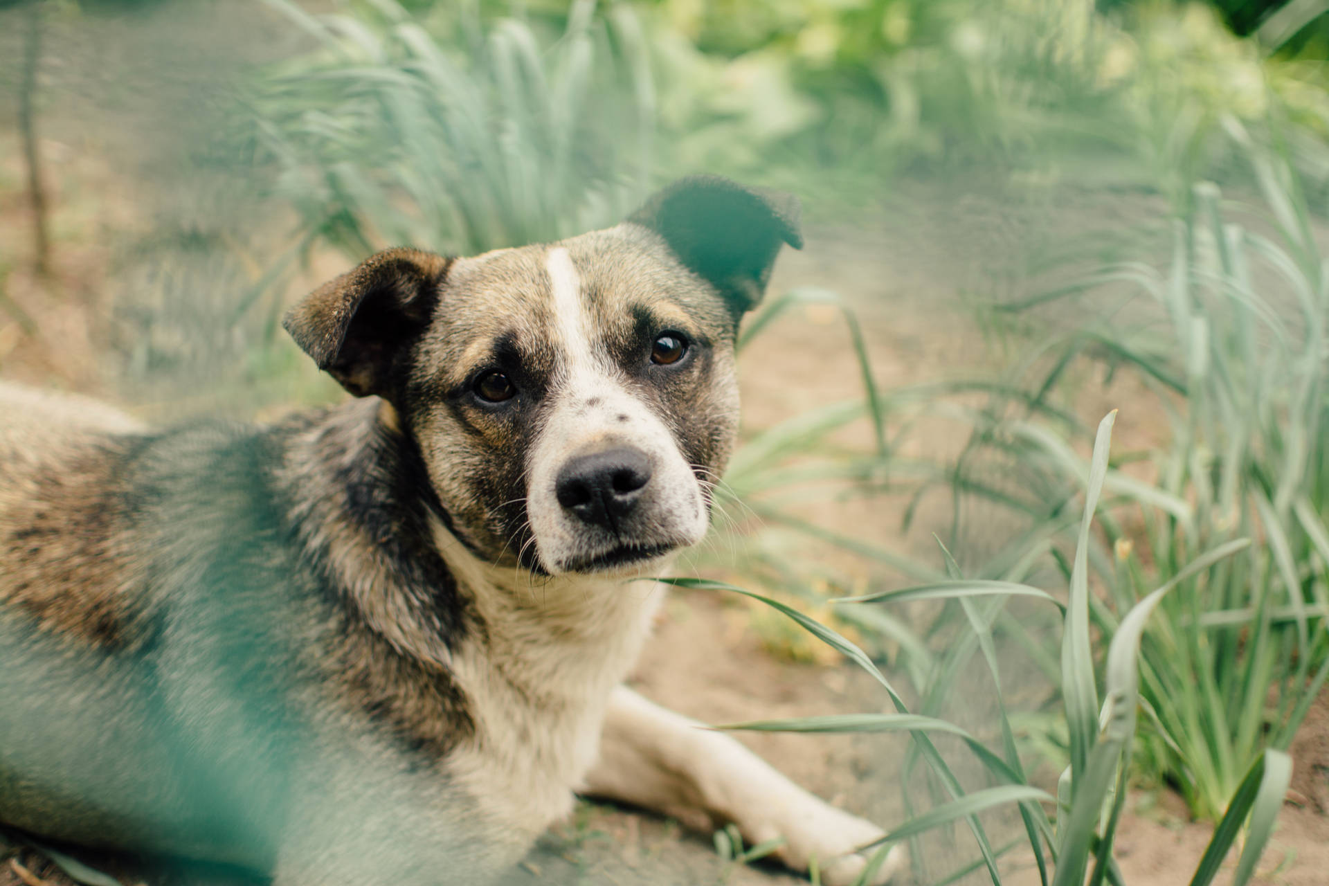 Volwasse hond wat tussen hoë gras kolle sit agtergrond