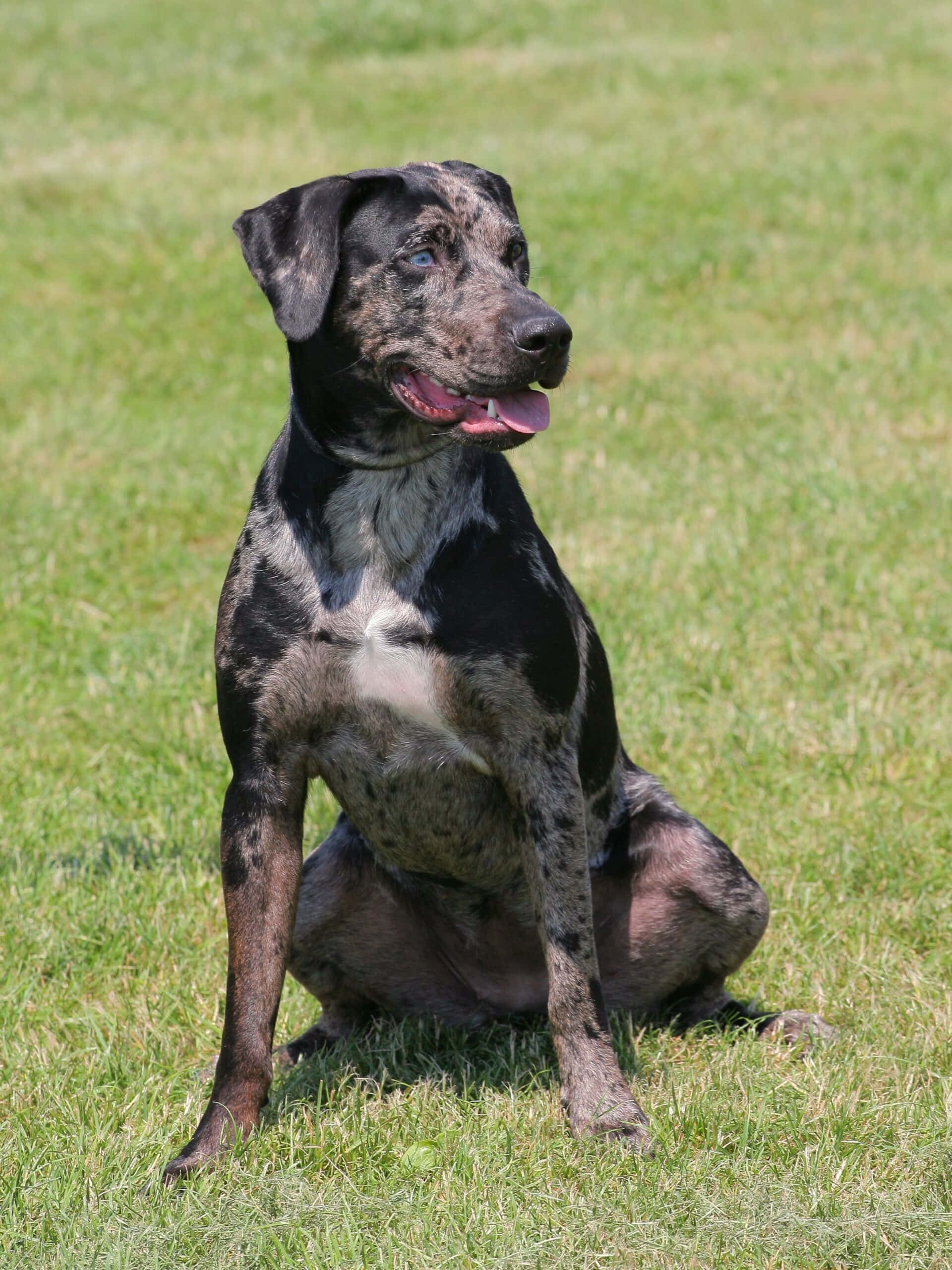 'n hond wat op die gras sit Muurpapier