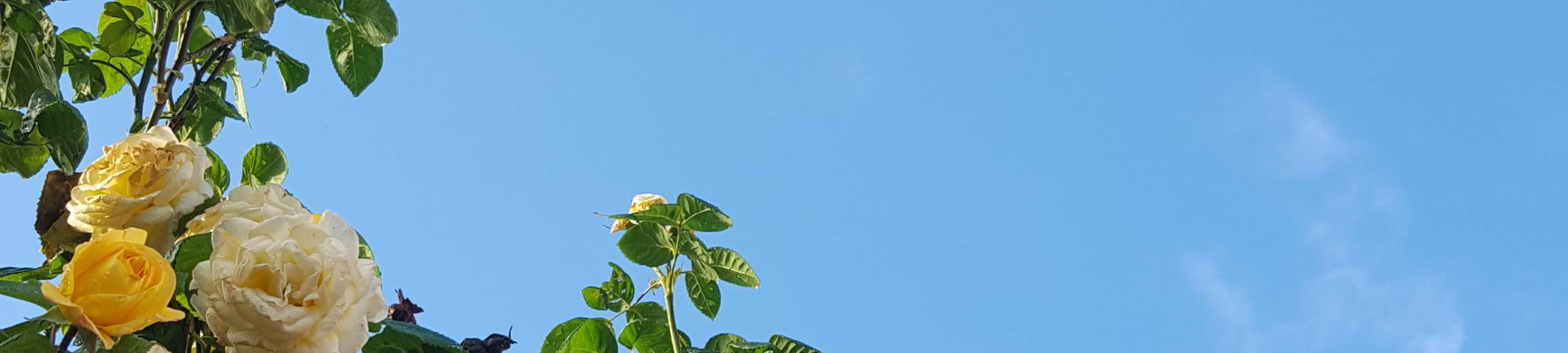 'n horlosie met blomme in die lug Muurpapier