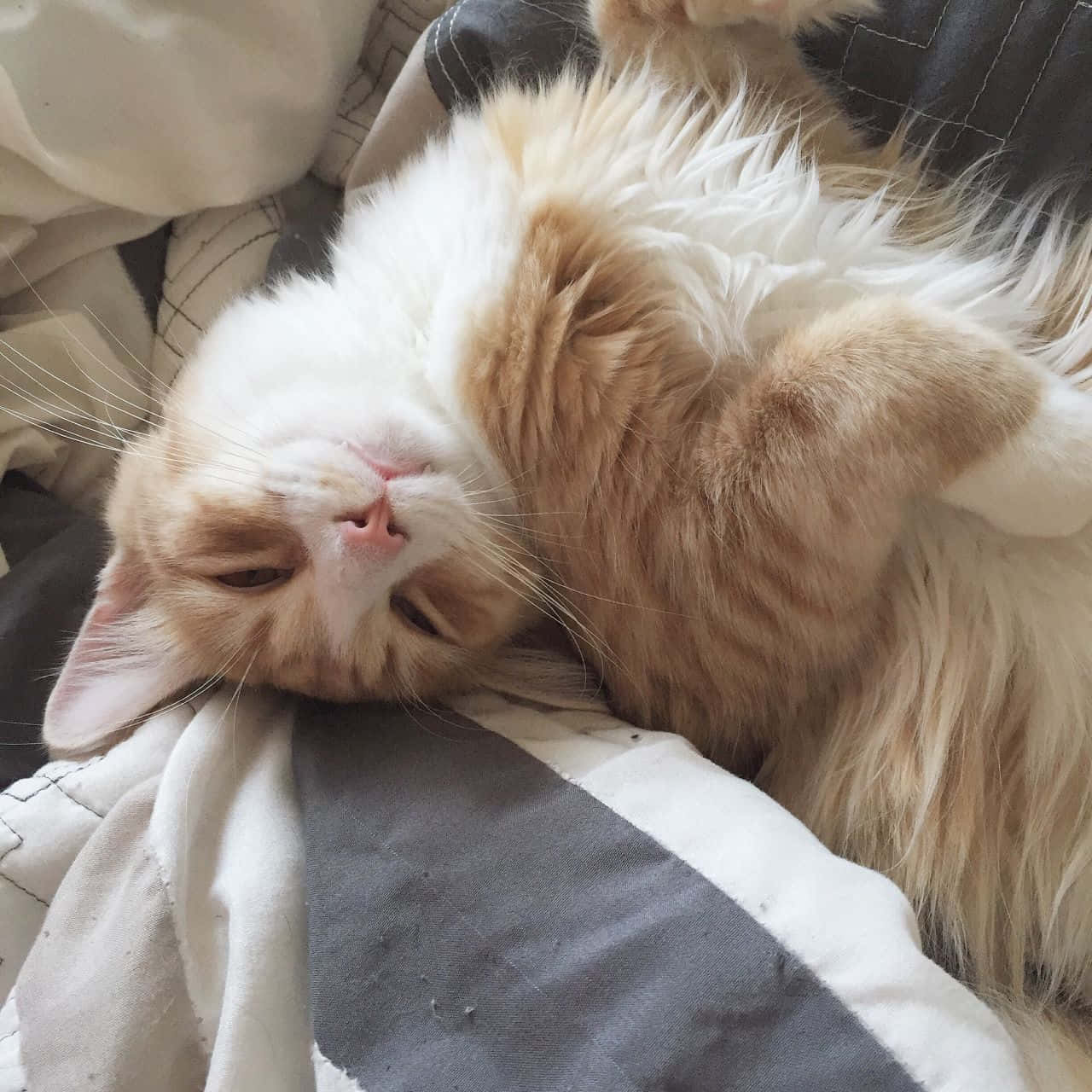 'n Kat wat op 'n bed lê Muurpapier