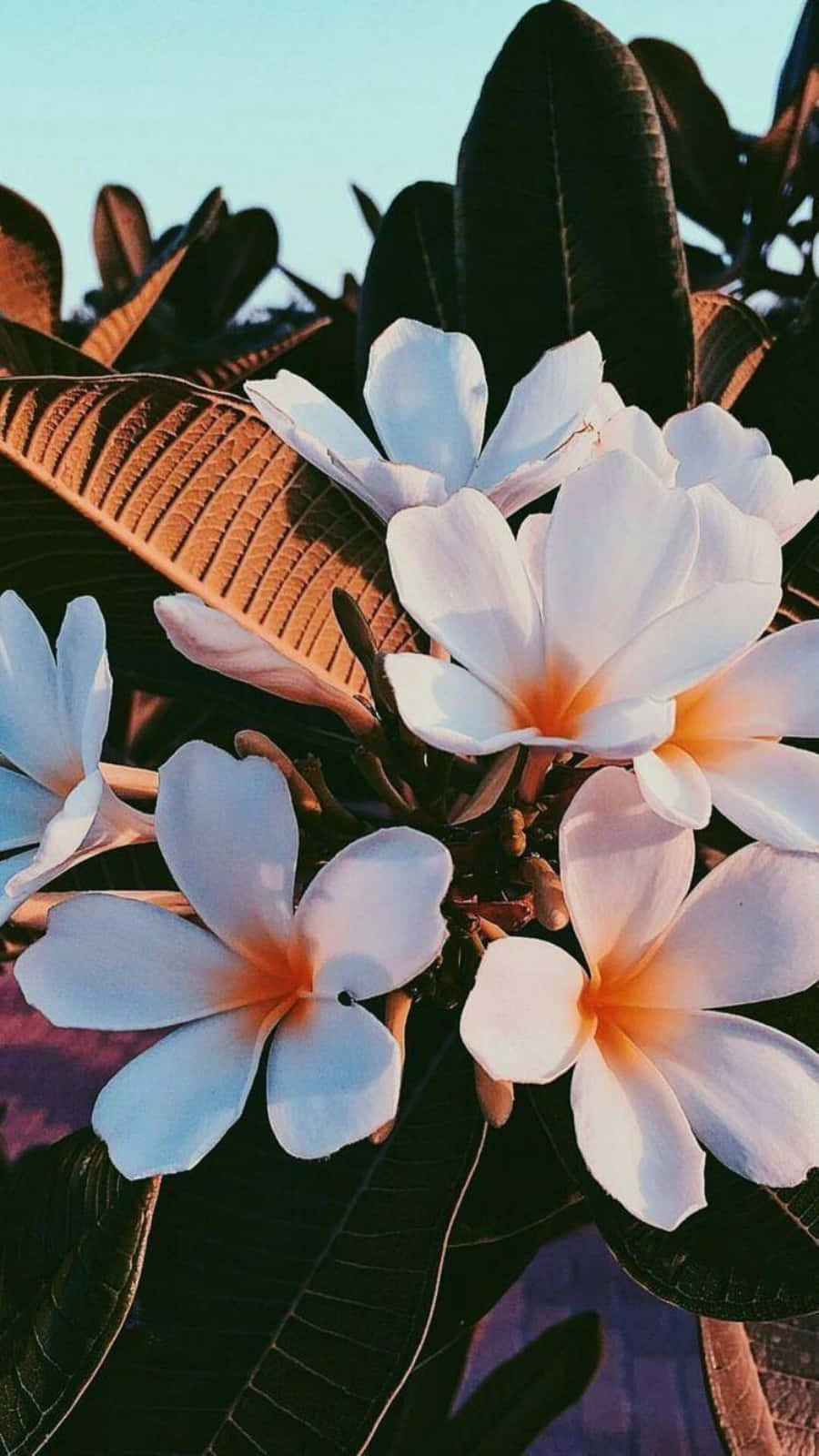 'n Kleurvolle en lewendige estetiese blommeveld, perfek vir enige spesiale geleentheid. Muurpapier