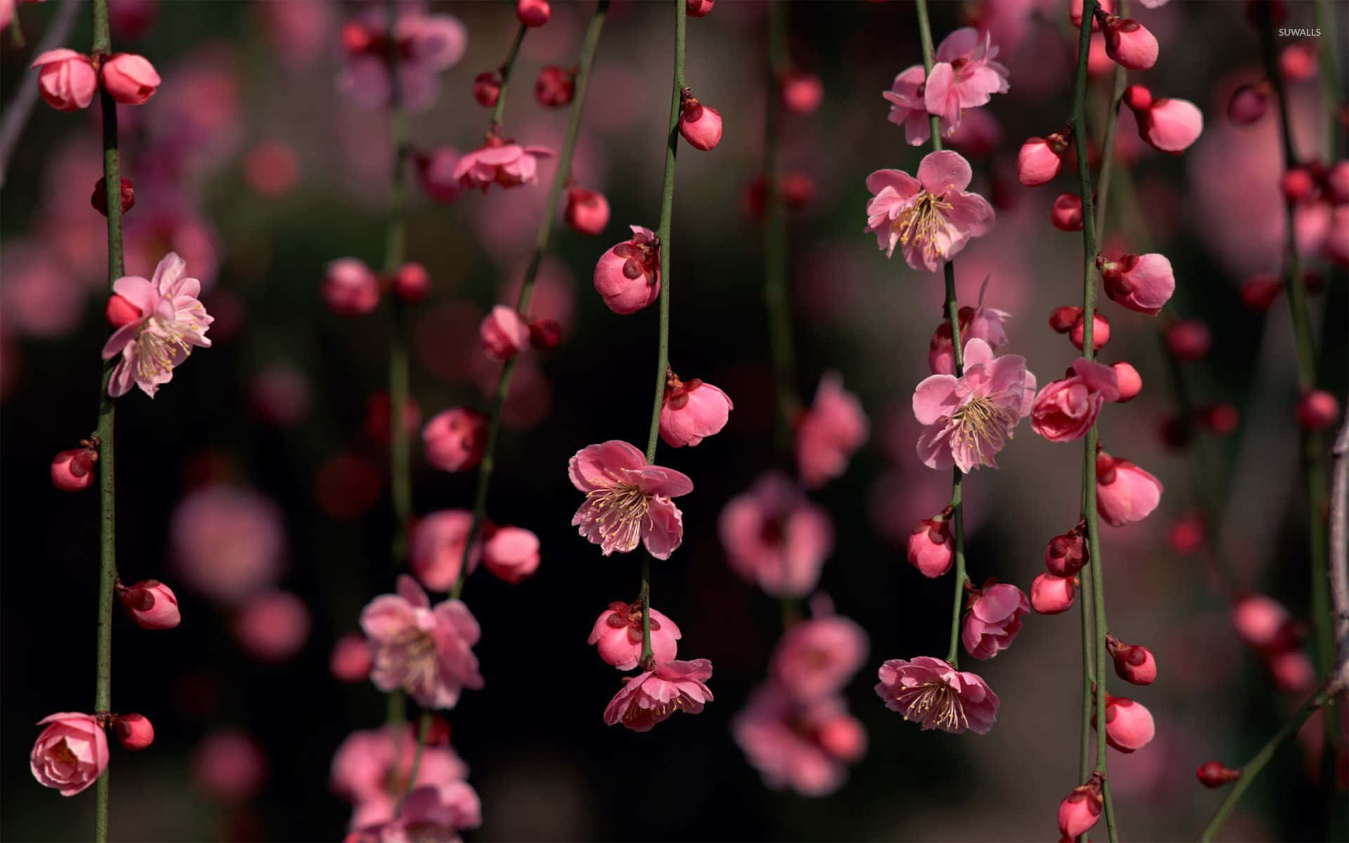 'n Kleurvolle Somer van Pienk Blomme Muurpapier