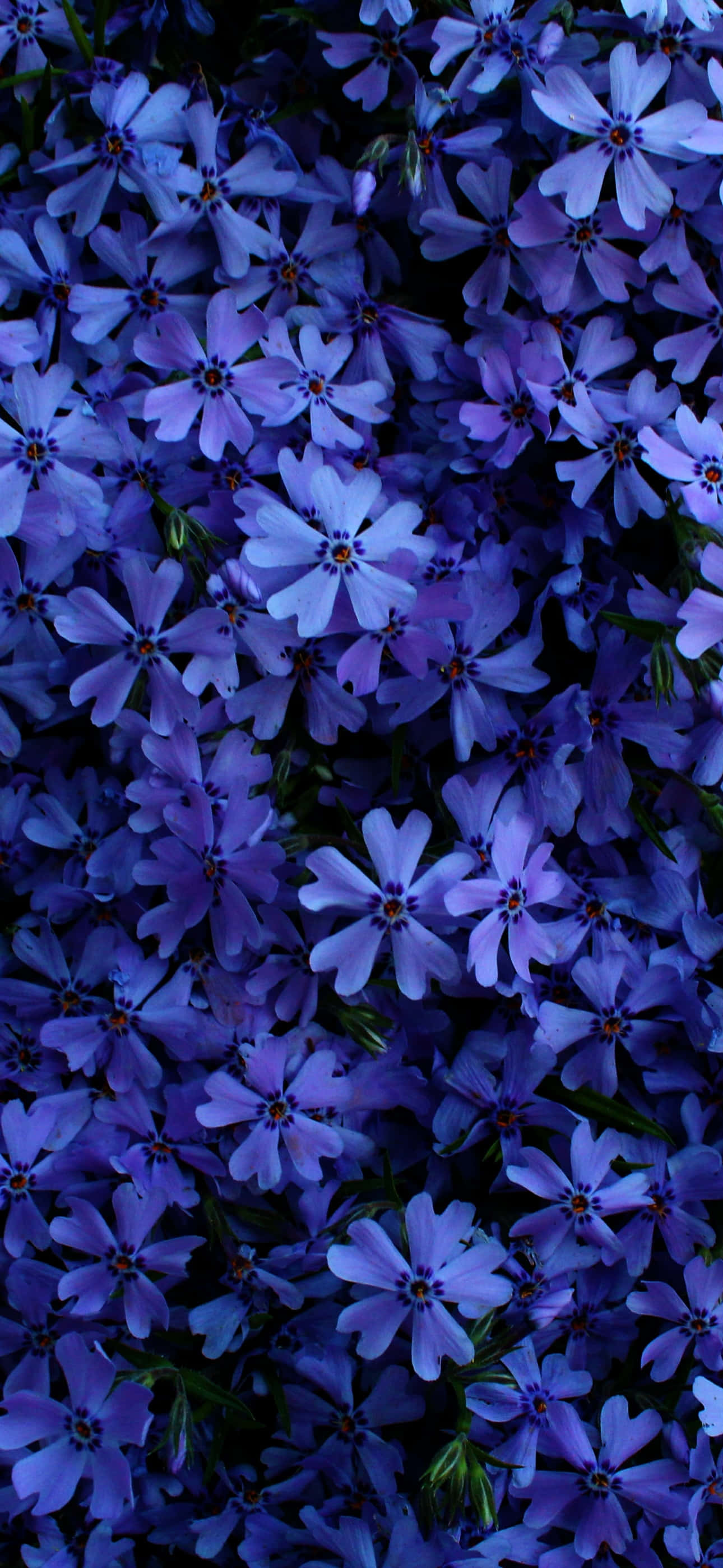'n Klomp blou blomme Muurpapier