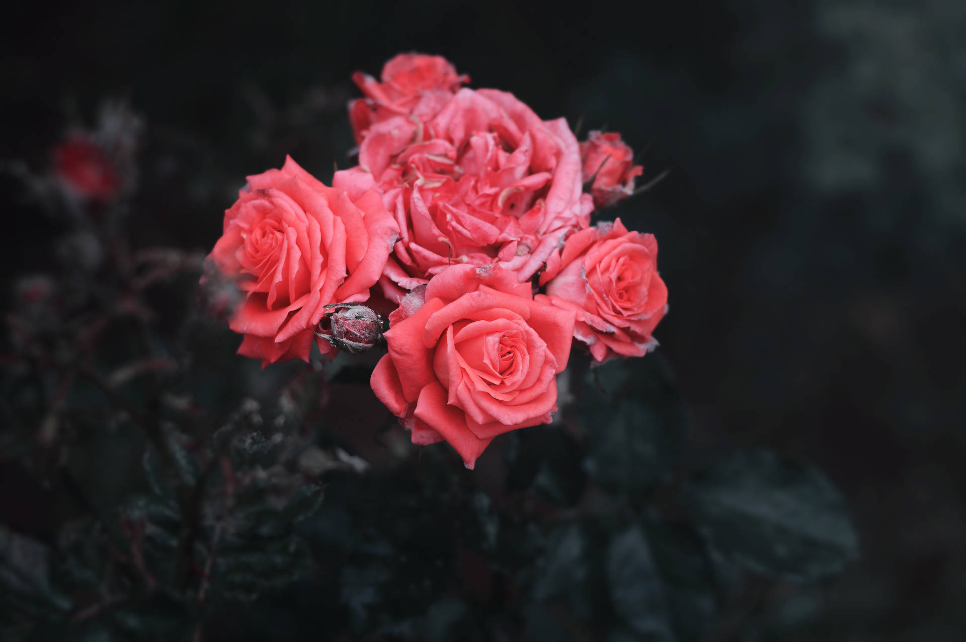 Voorskou-agtergrond rose, bos, knoppe