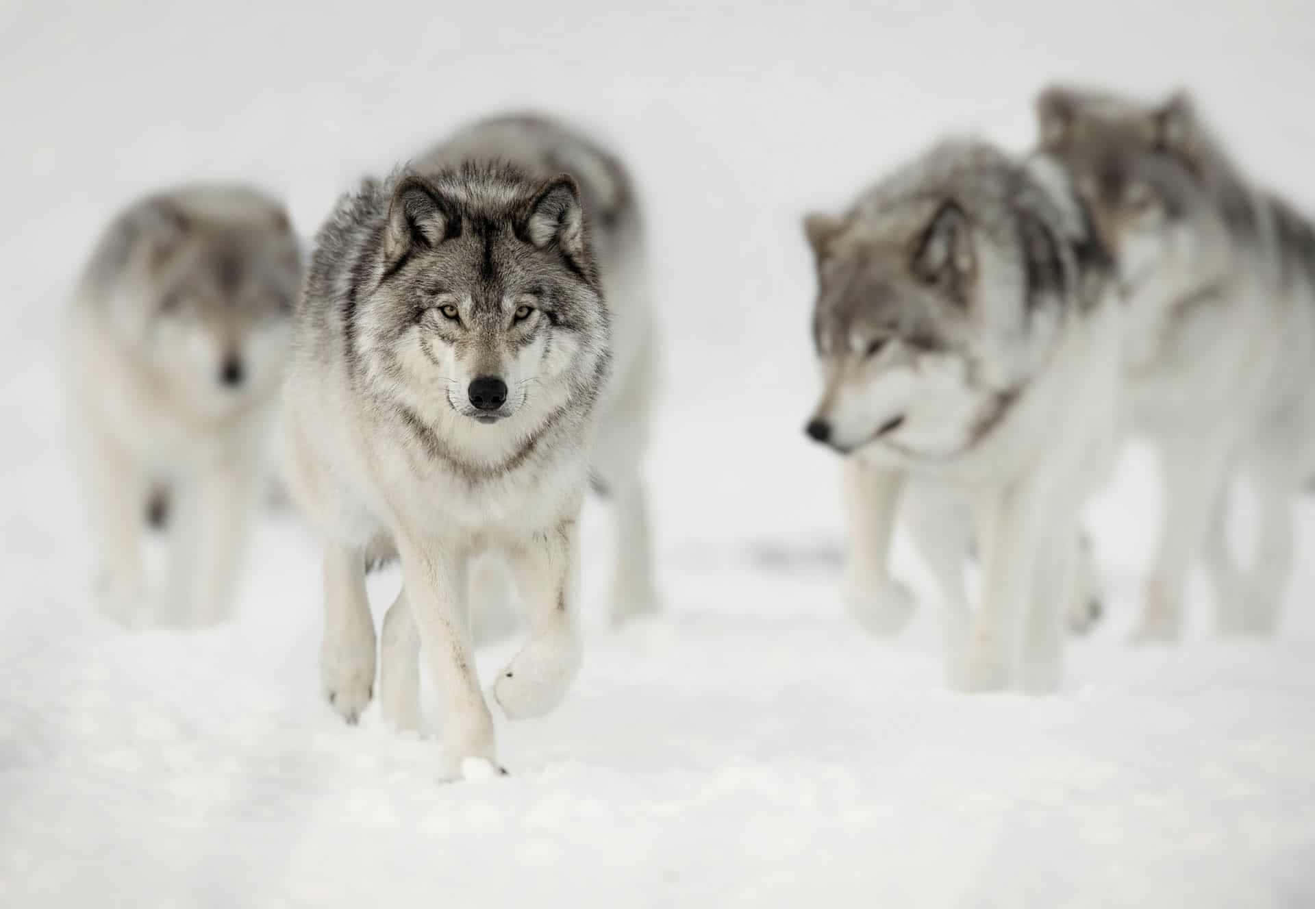 'n Koel Wolf wat na die Naghemel Kyk Muurpapier