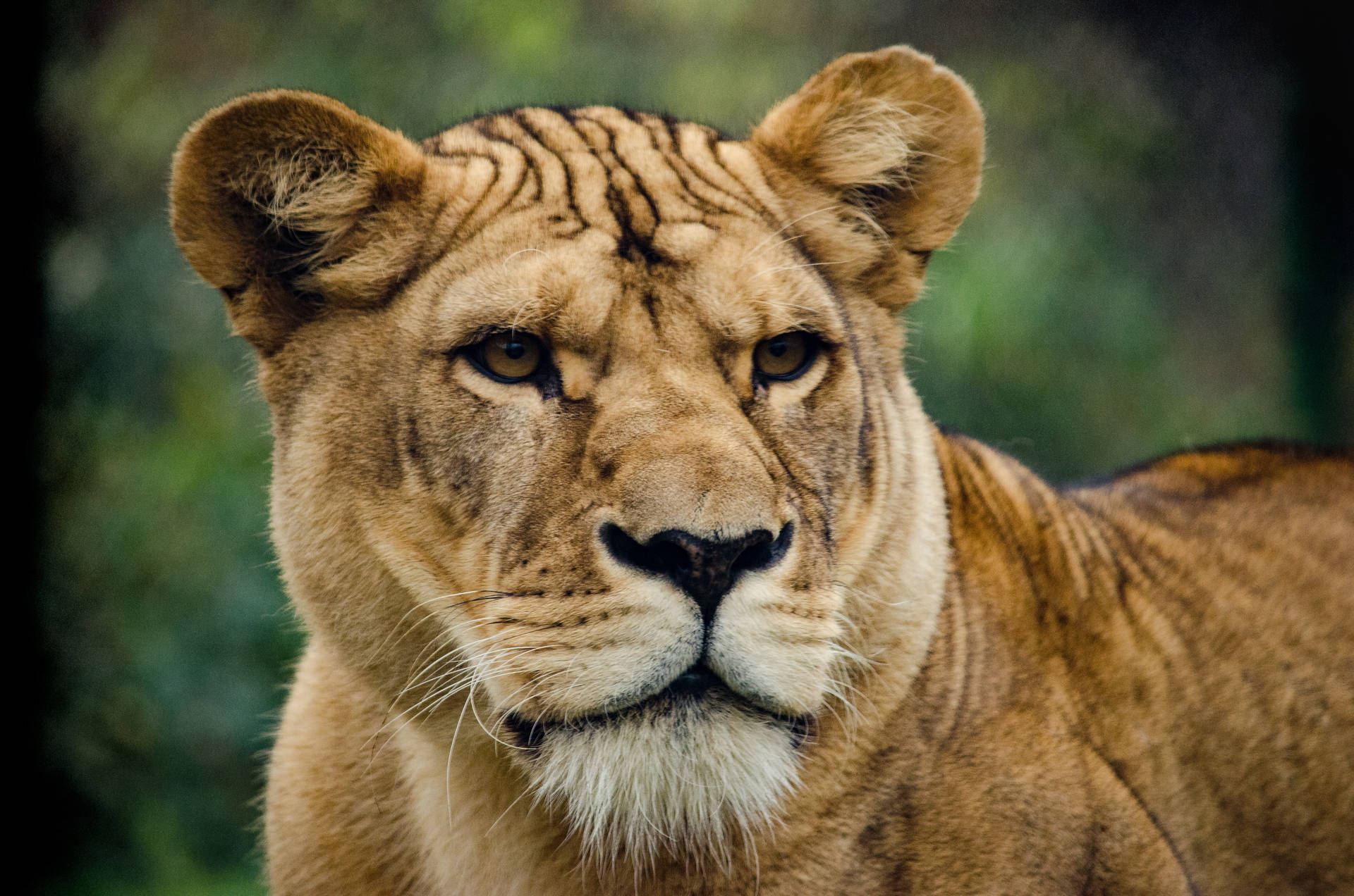 Kopskoot van roofdier leeuwyfie wat haar prooi met haar bruin oë in die wildernis dophou.