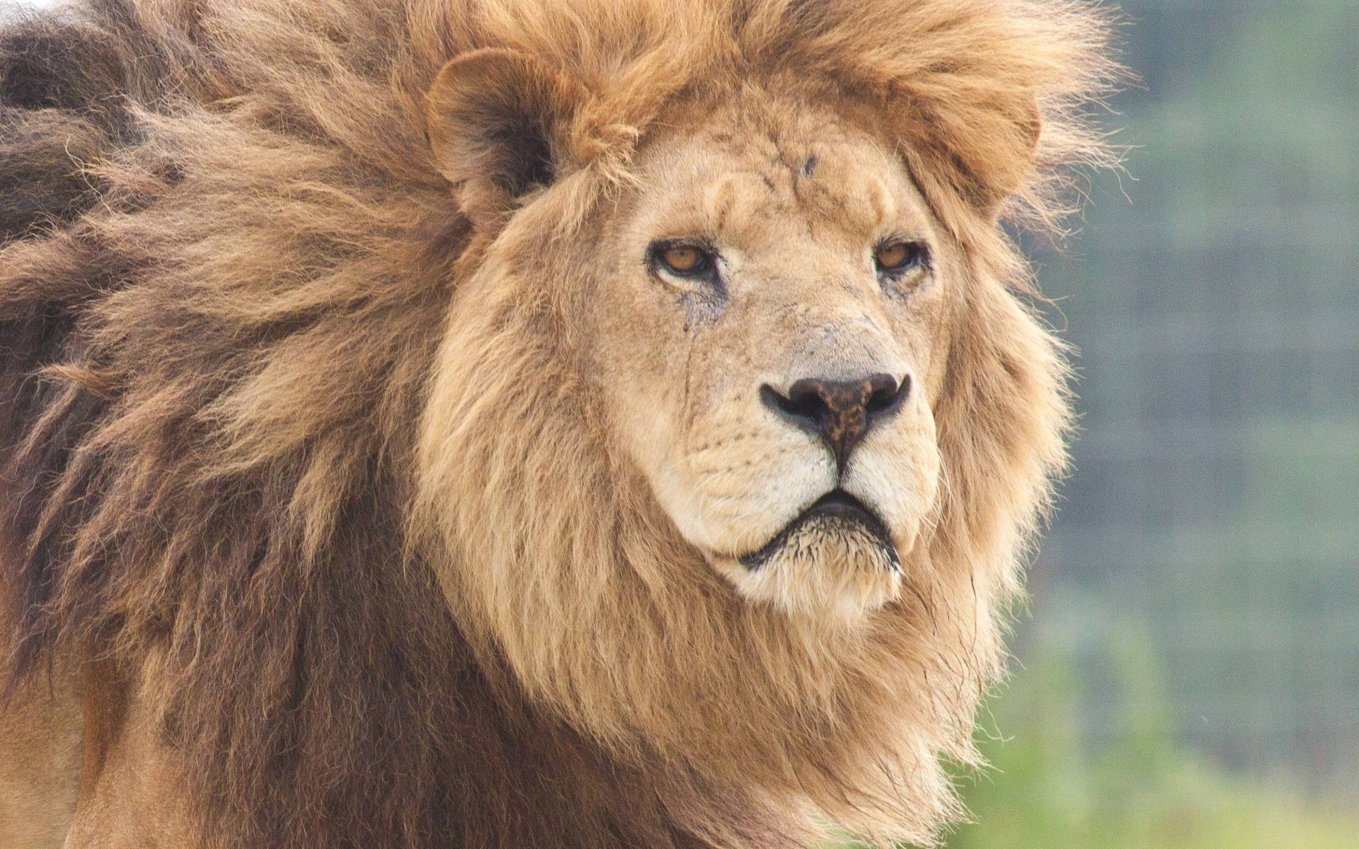 Kwaai roofdier leeu met amber oë en groot oranjebruin maanhaar in die wildernis.