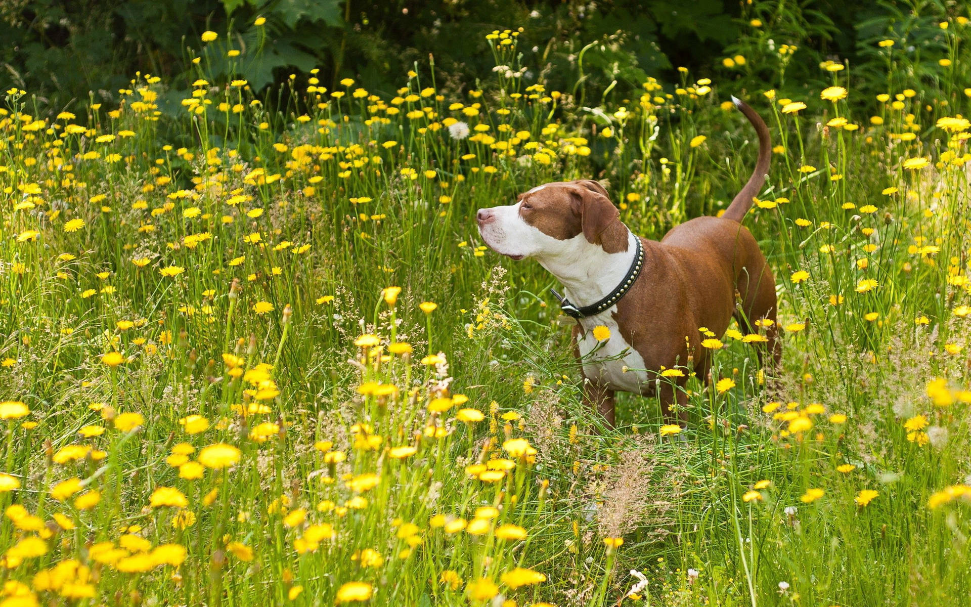 Pit Bull hond wat in 'n veld geel blomme stap agtergrond